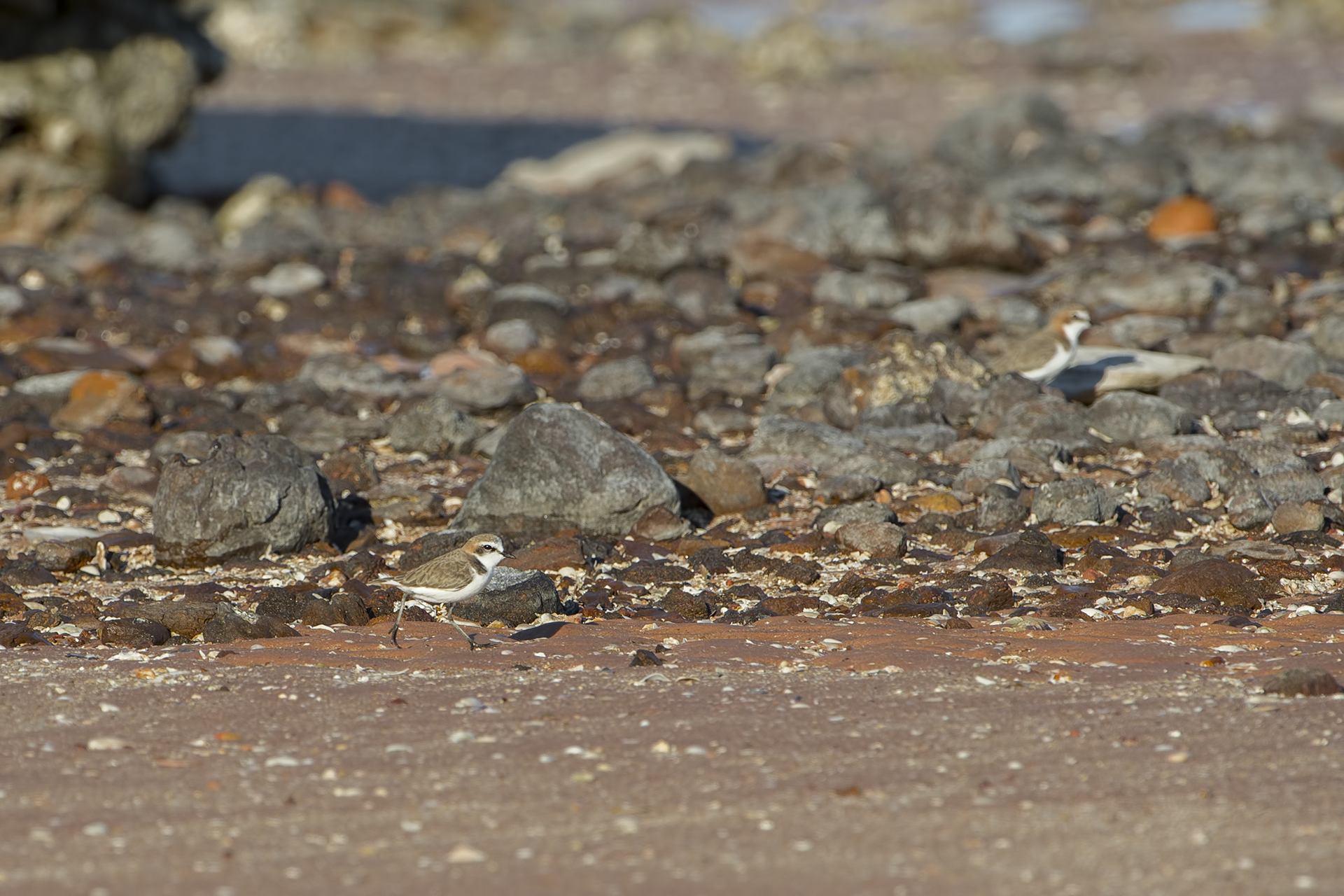 Charadrius ruficapillis (Corriere capirosso)