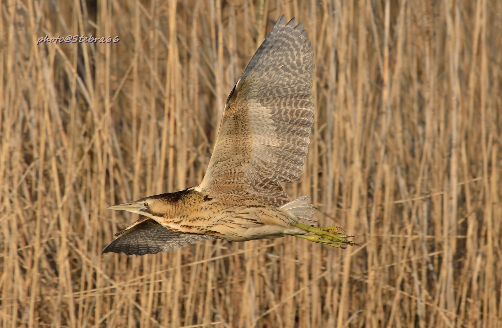 Botaurus stellaris (Tarabuso)