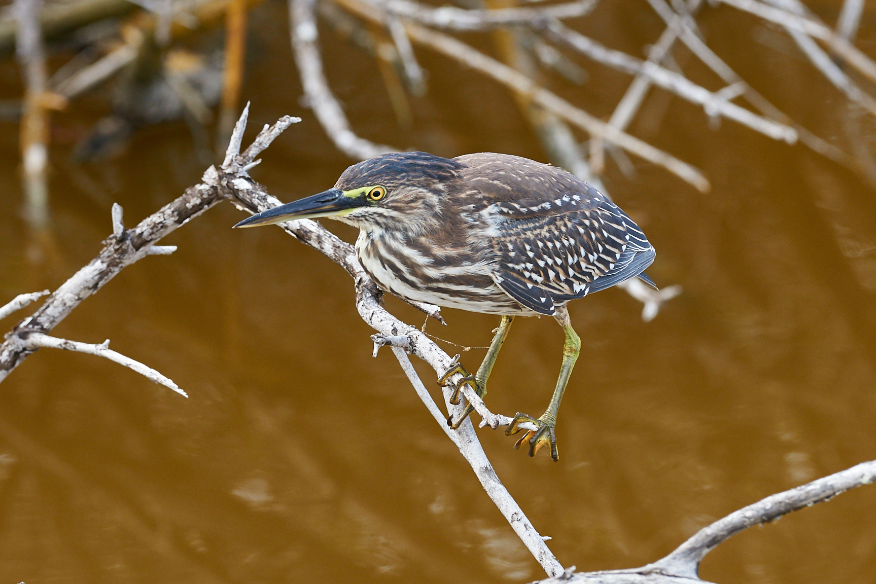 Heron of the Galapagos