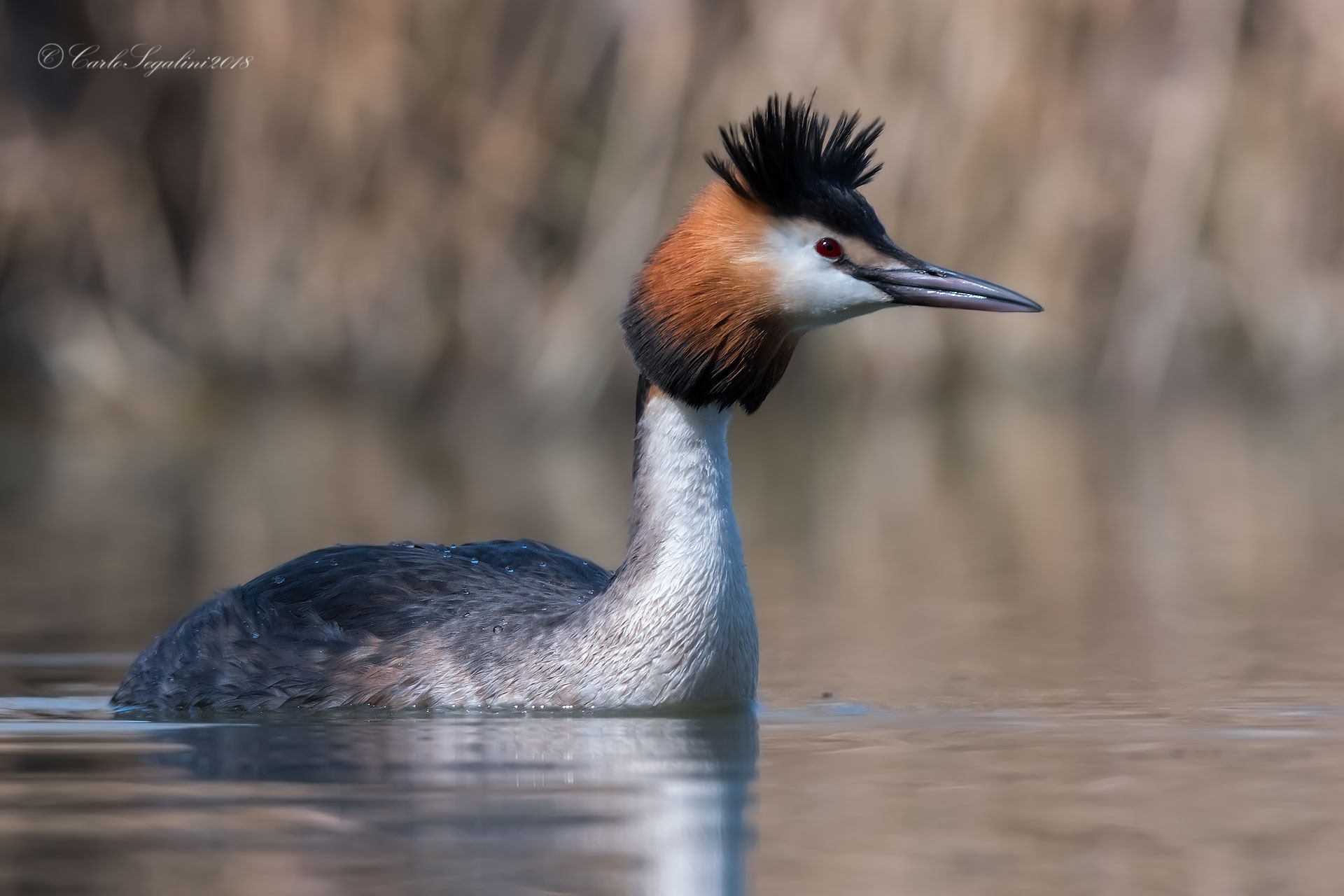 alla disperata ricerca della compagna ideale