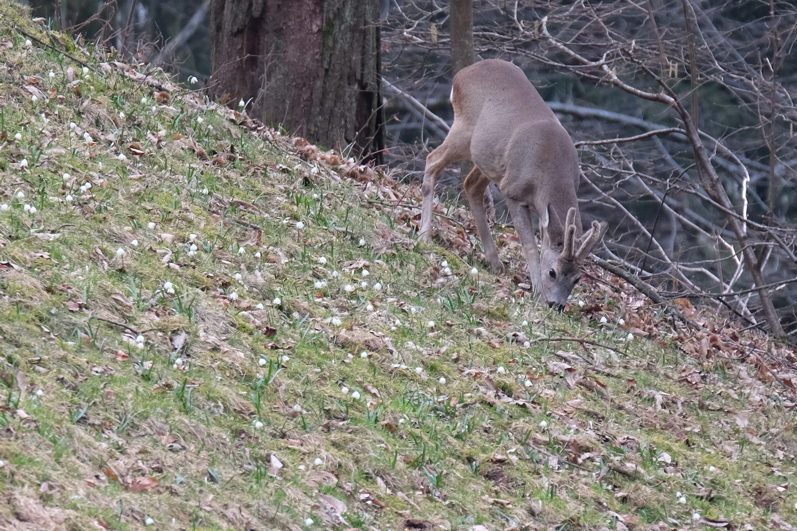 The velvety horns of the roe deer