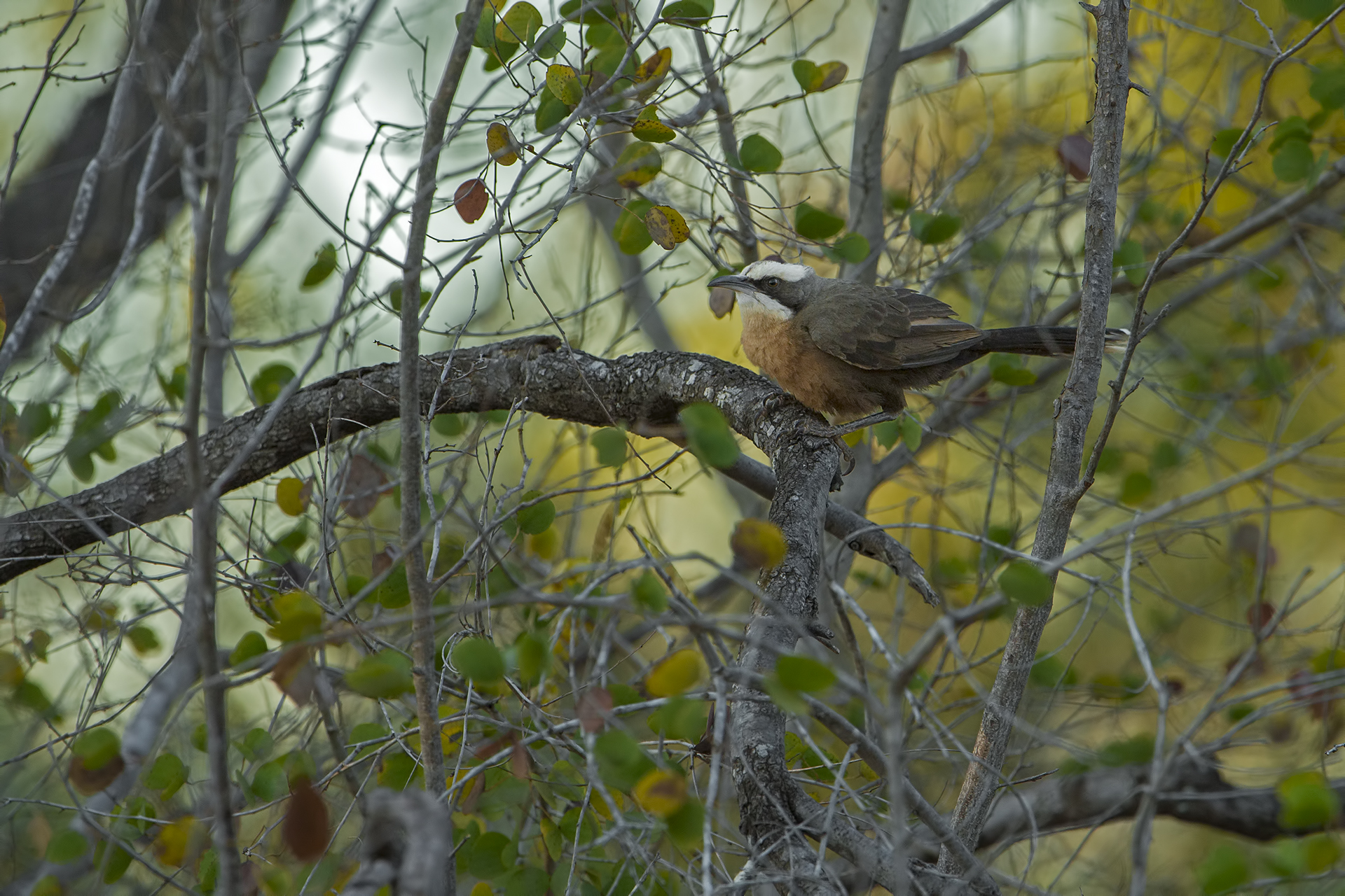 Pomatostomus temporalis (Garrulo capogrigio)