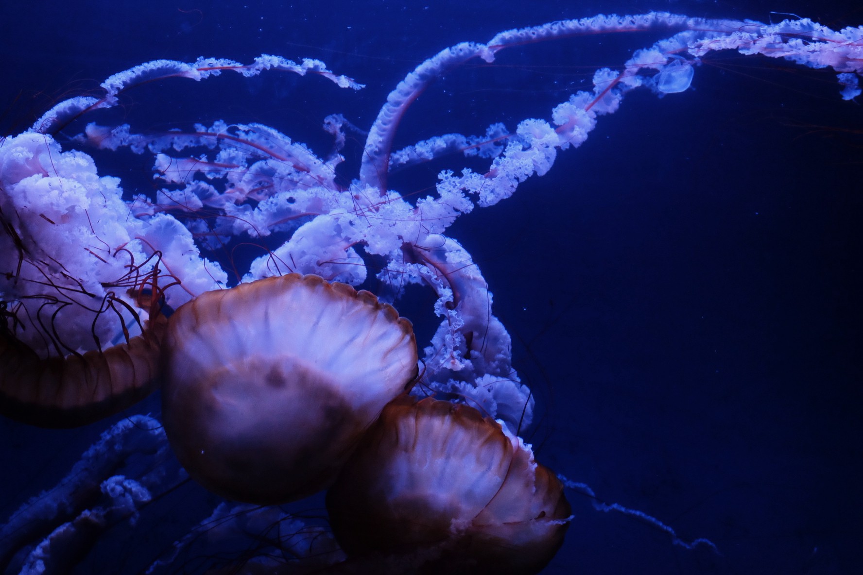 Jellyfish in the blue