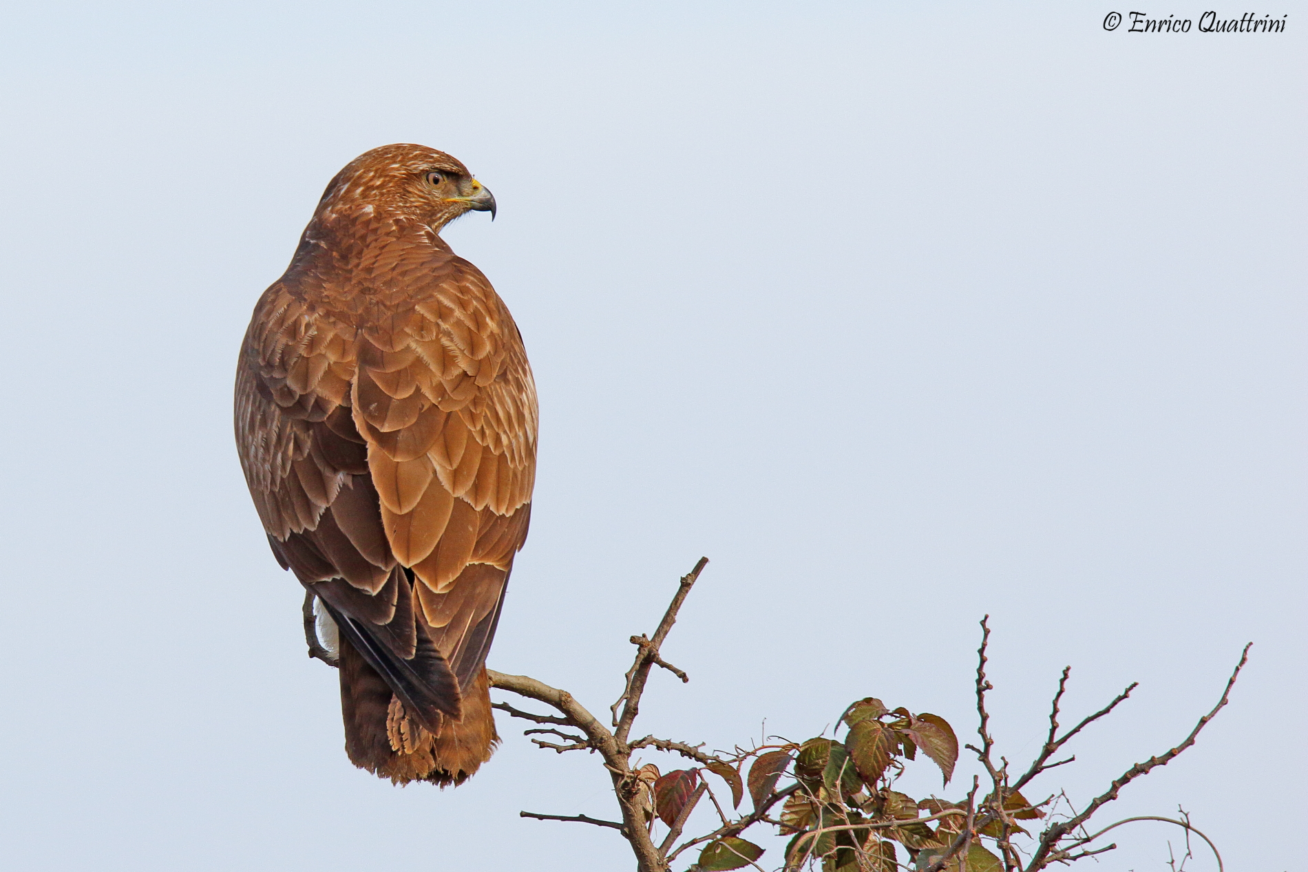Buzzard