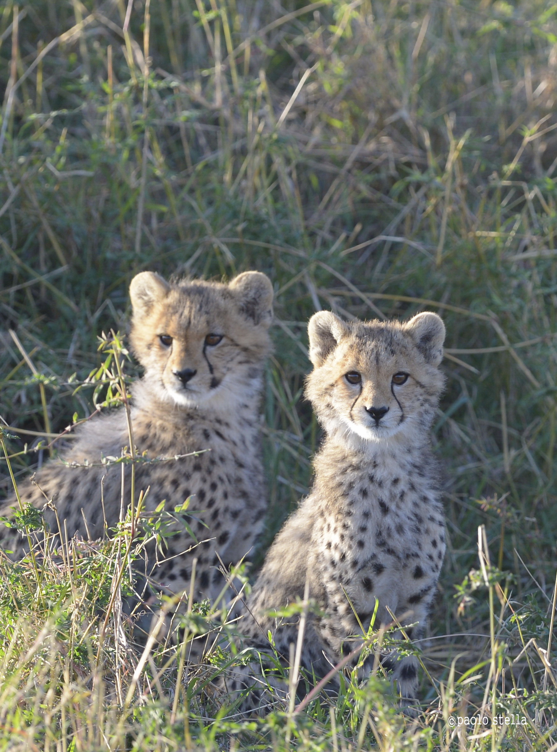 cubs in the sun