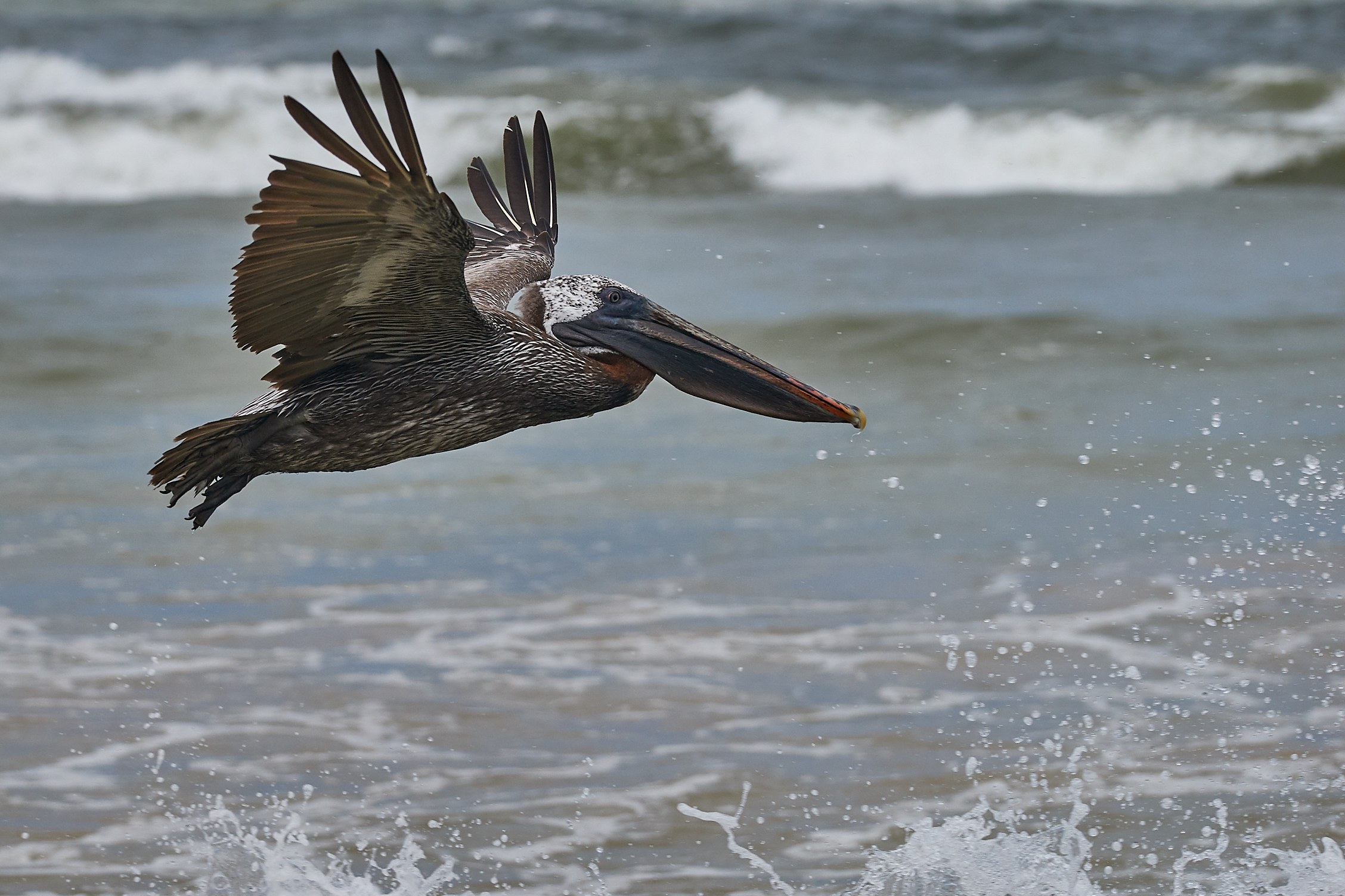 Pelican of the Galapagos