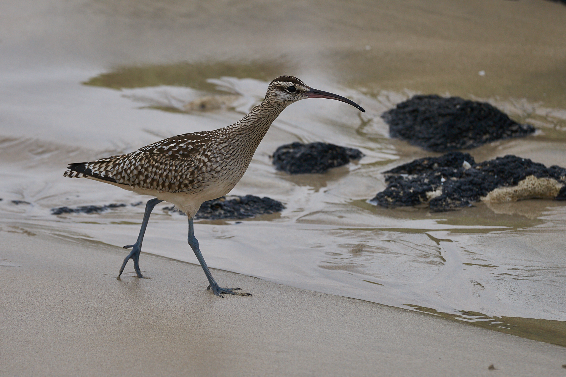 Curlew