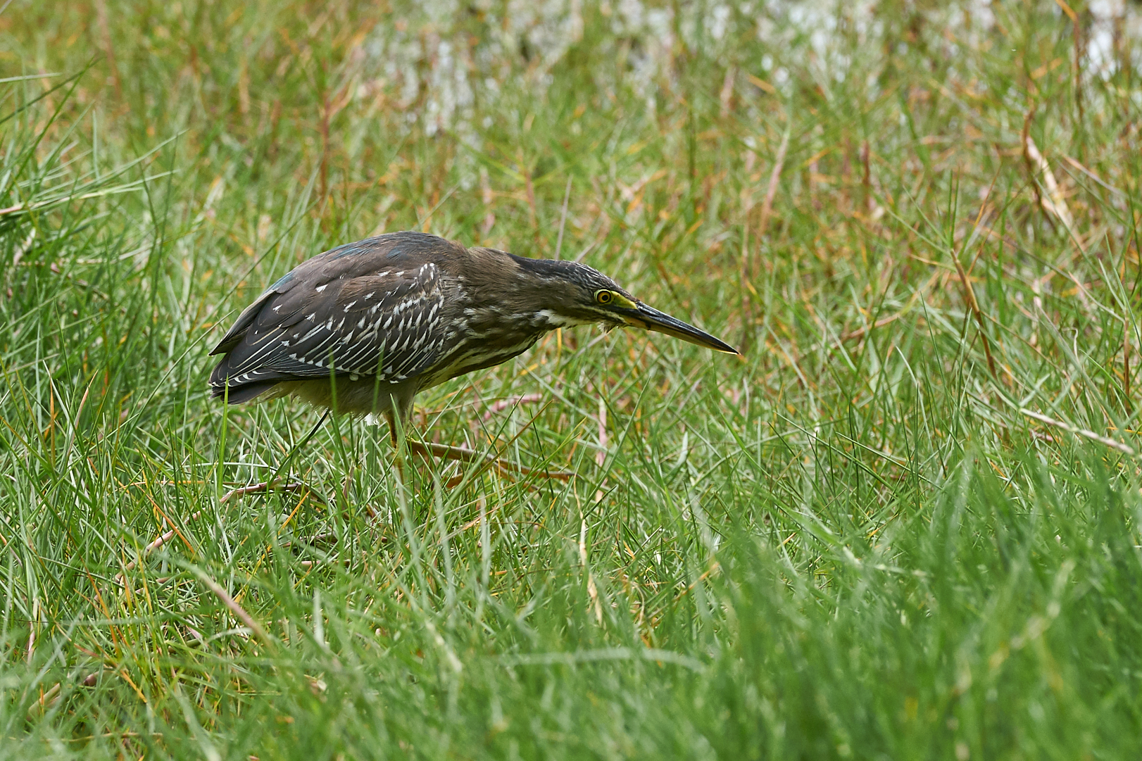 Heron of the Galapagos