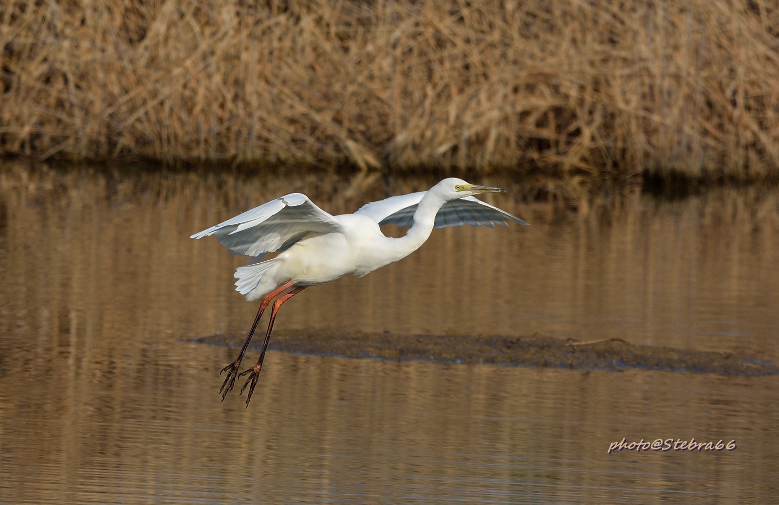 Airone bianco maggiore
