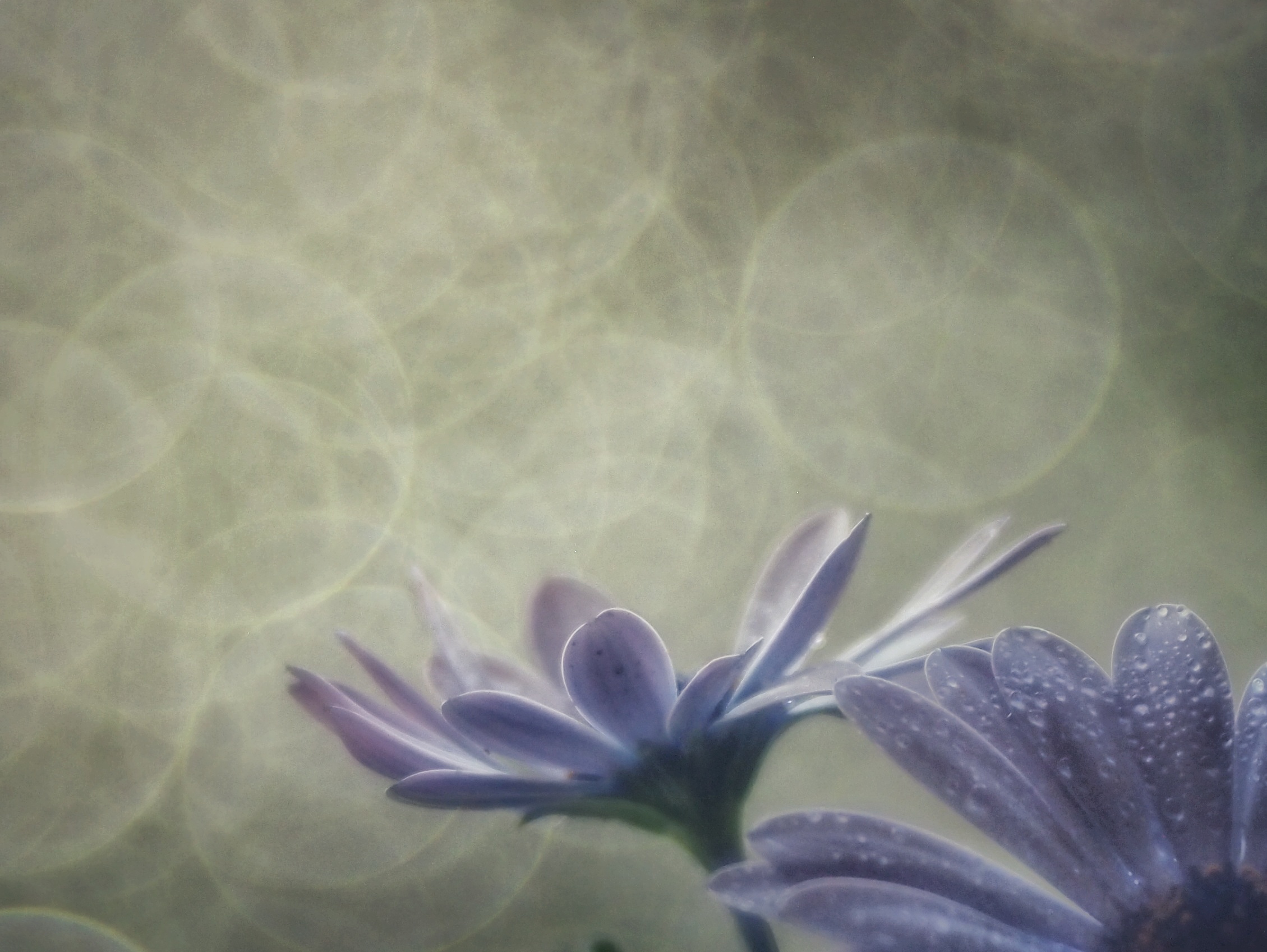 Prova Trioplan 100f2.8  5