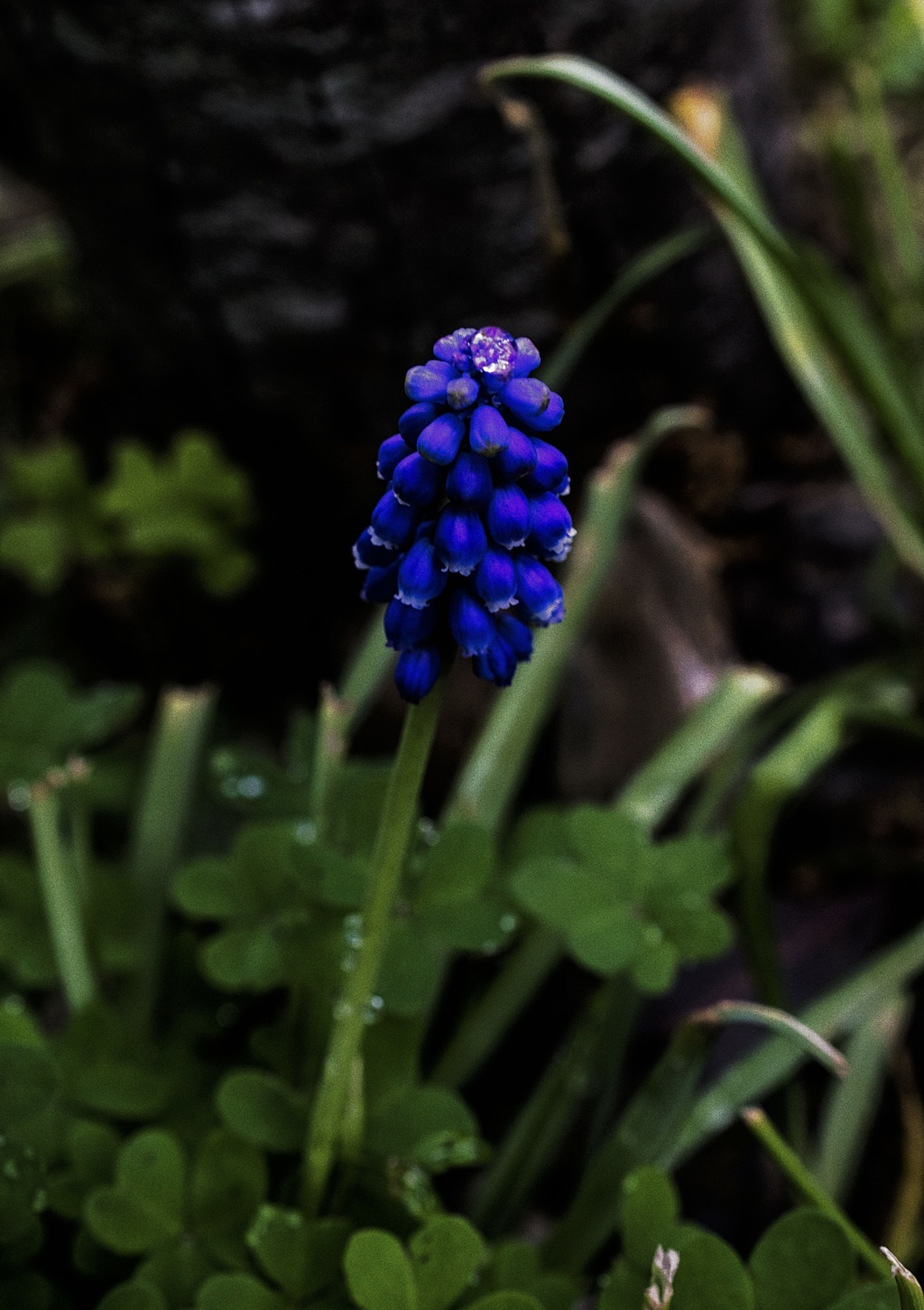 Small flower .... apparently insignificant