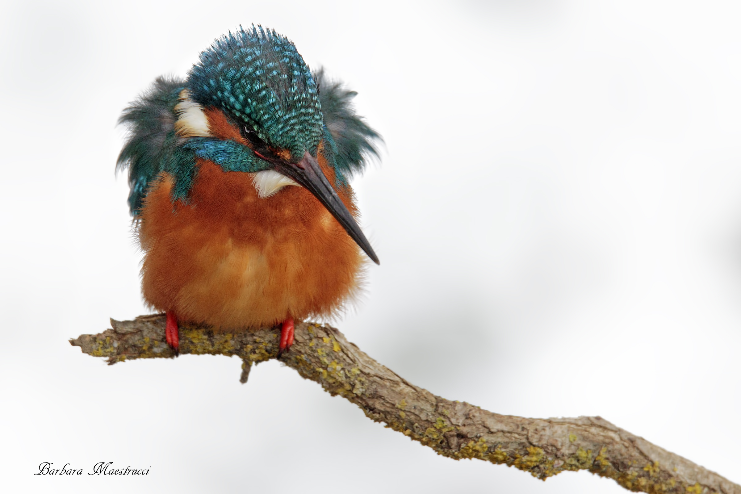 Con la neve tutto cambia...