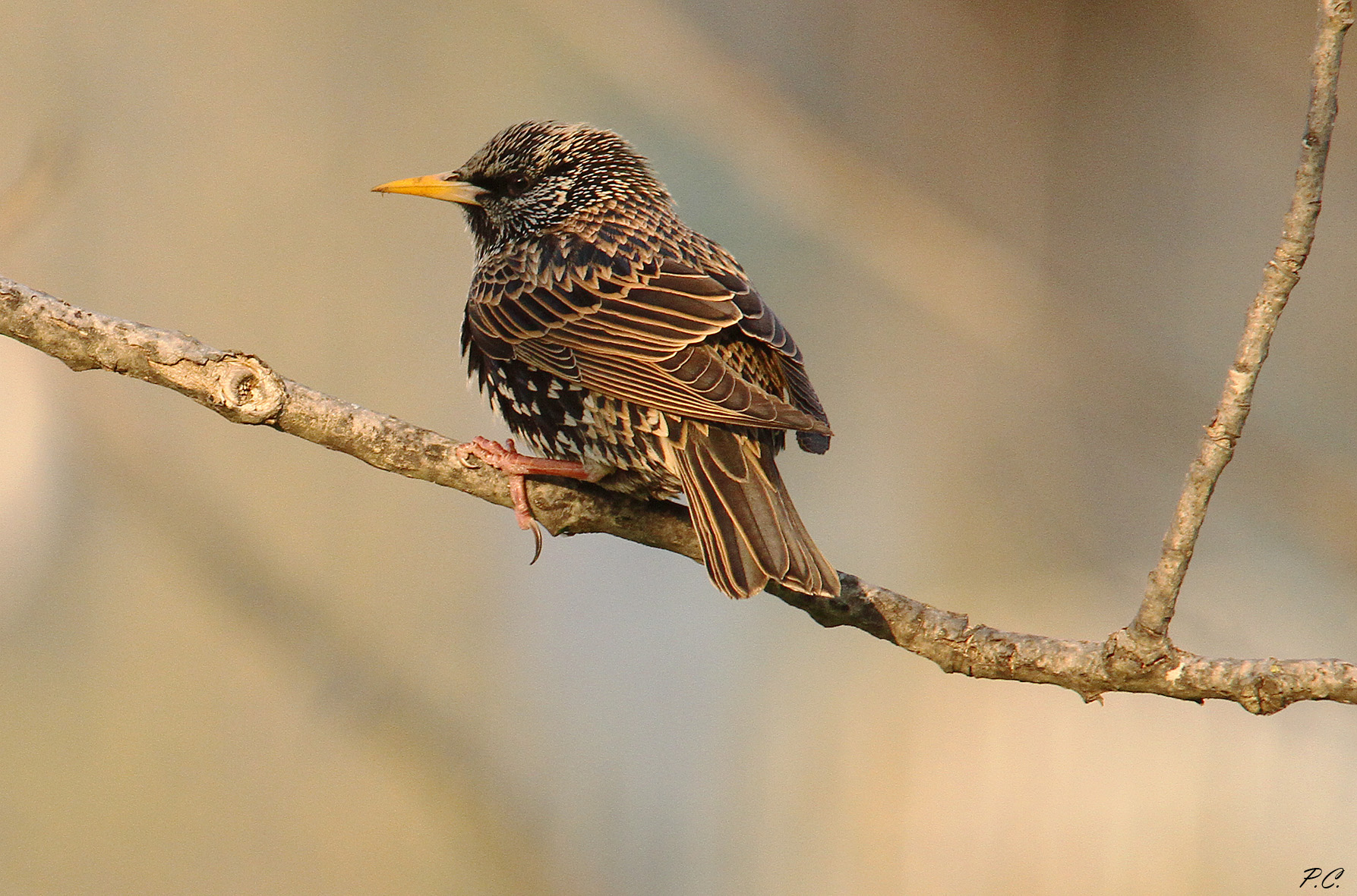 starling at sunset