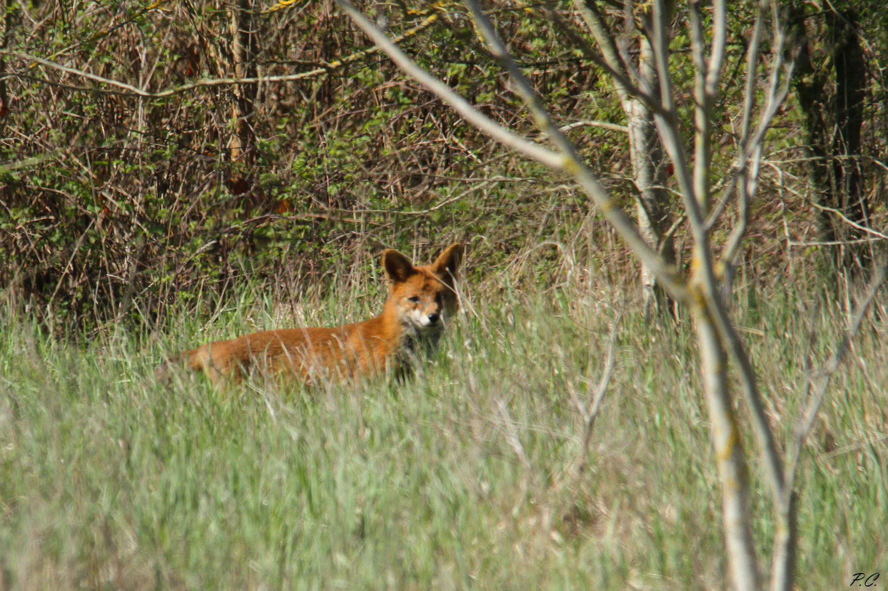 a snout appears in the grass