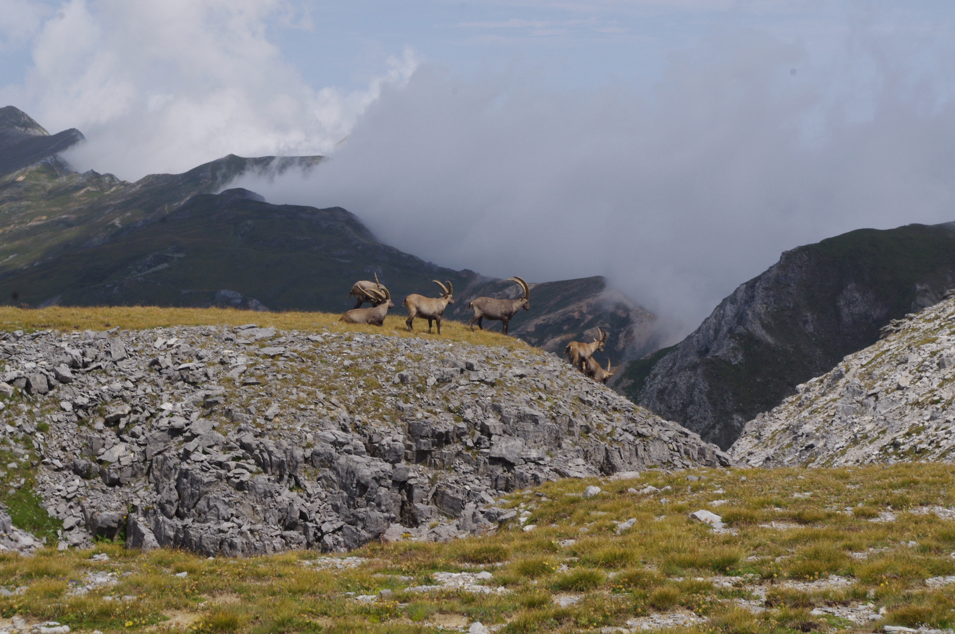 The ibex and the mountains
