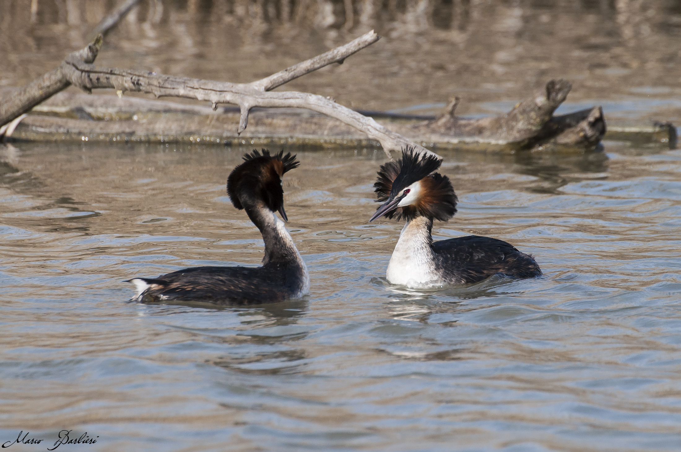 Svassi in amoreggiamento