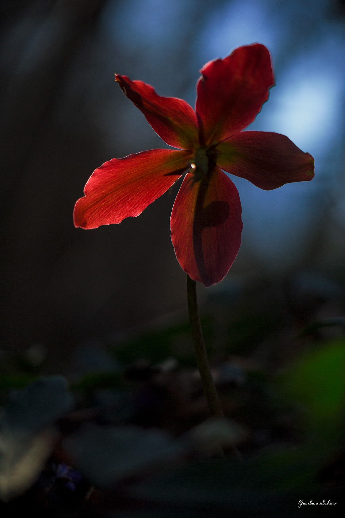 rosa di natale controluce
