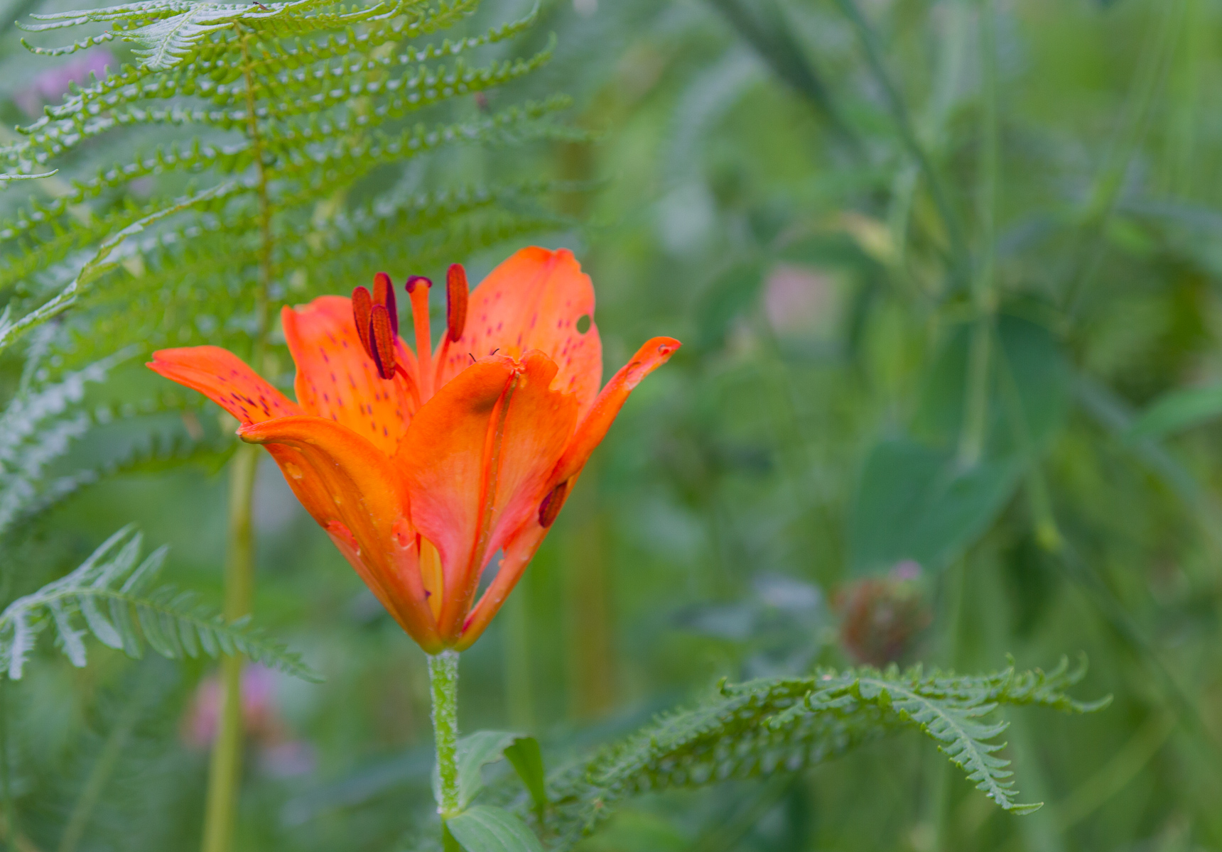 Gilio of San Giovanni