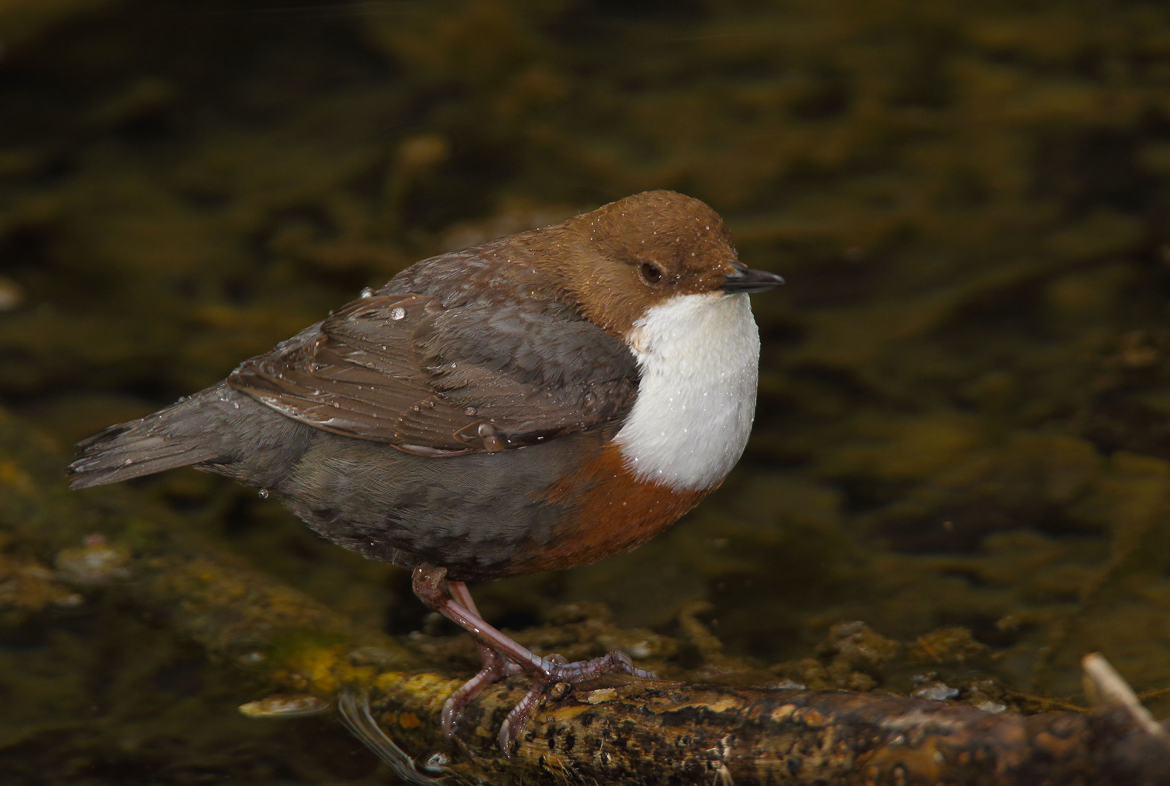 arose from the waters