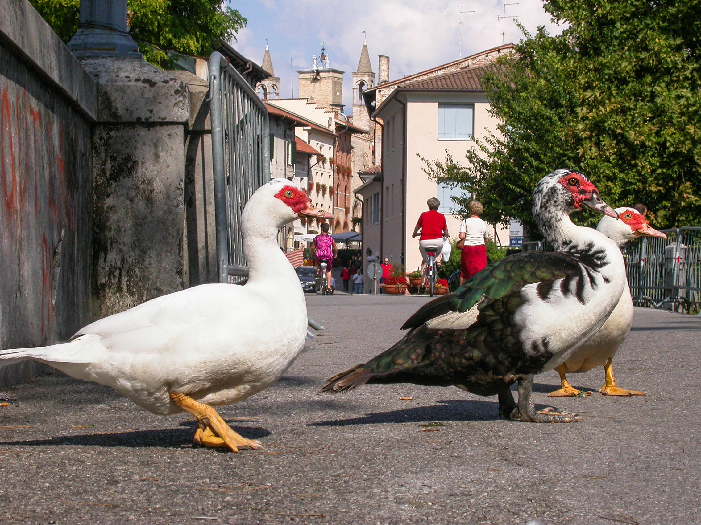 Four steps in the center of Pordenone
