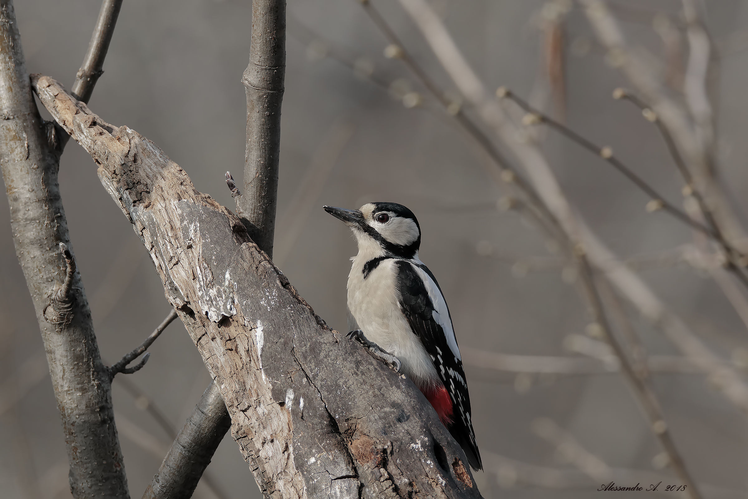 Una bella femminuccia..!