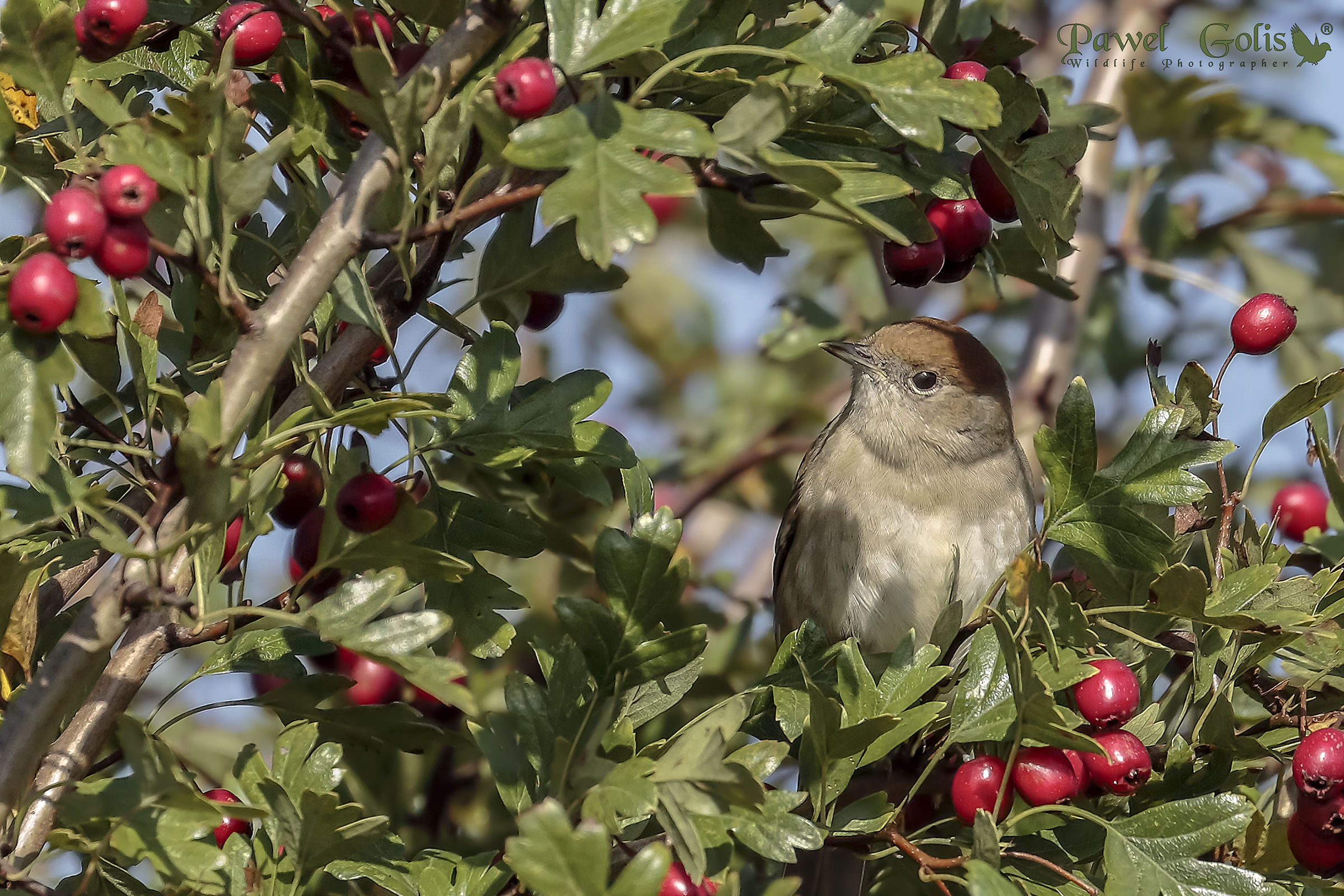 Blackcap