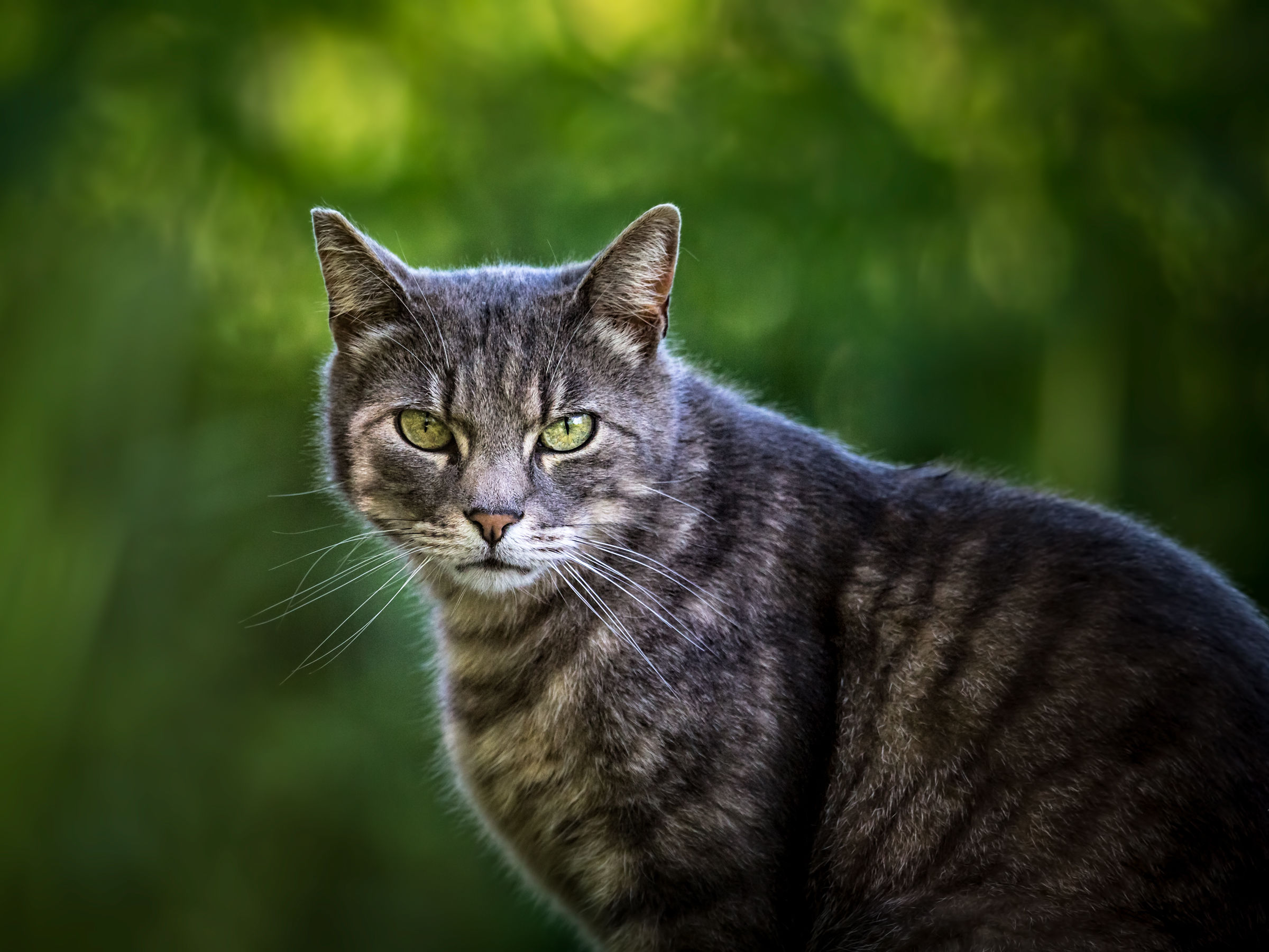 gatto dell'oasi di Manzolino
