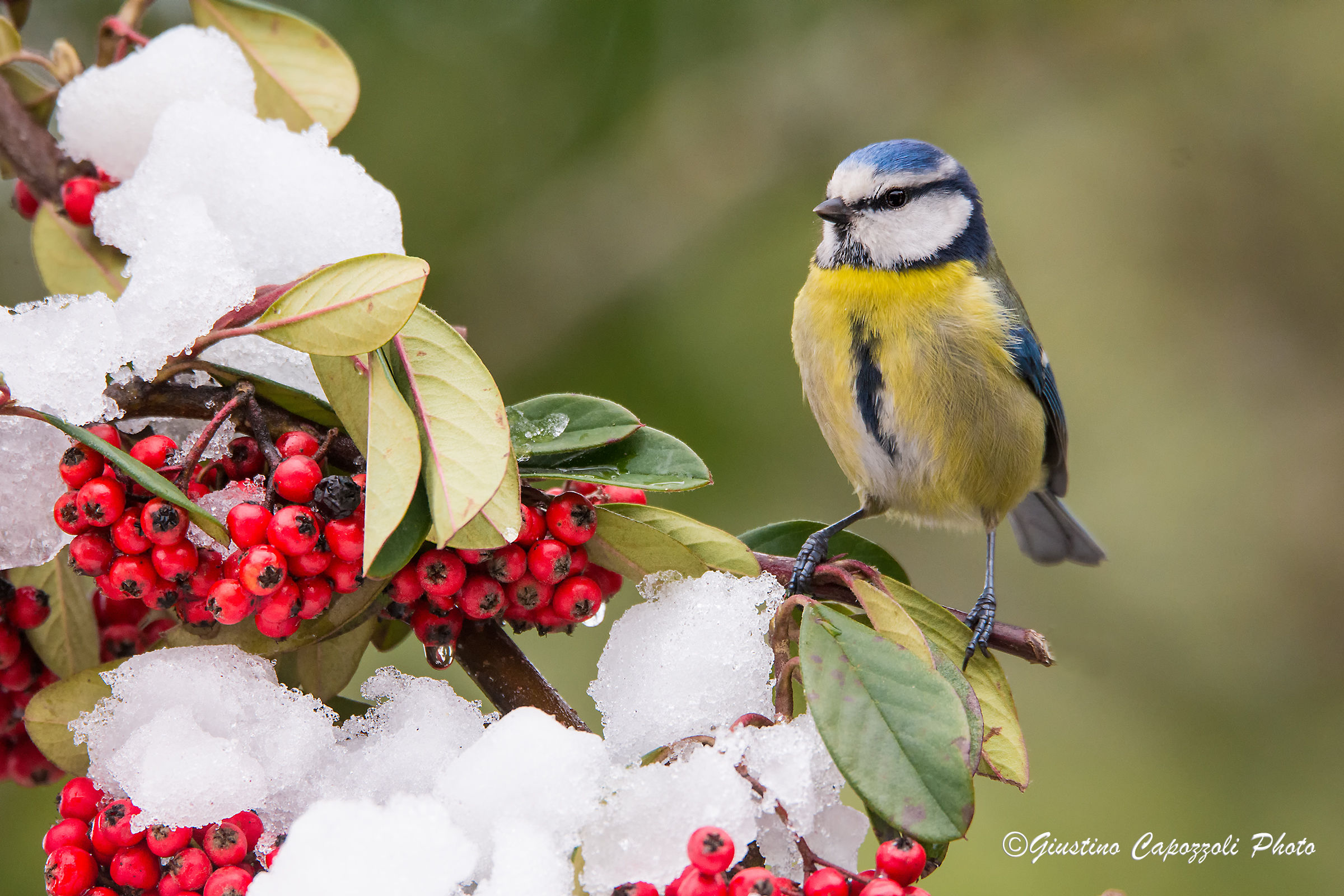 The blue tit and spring snow