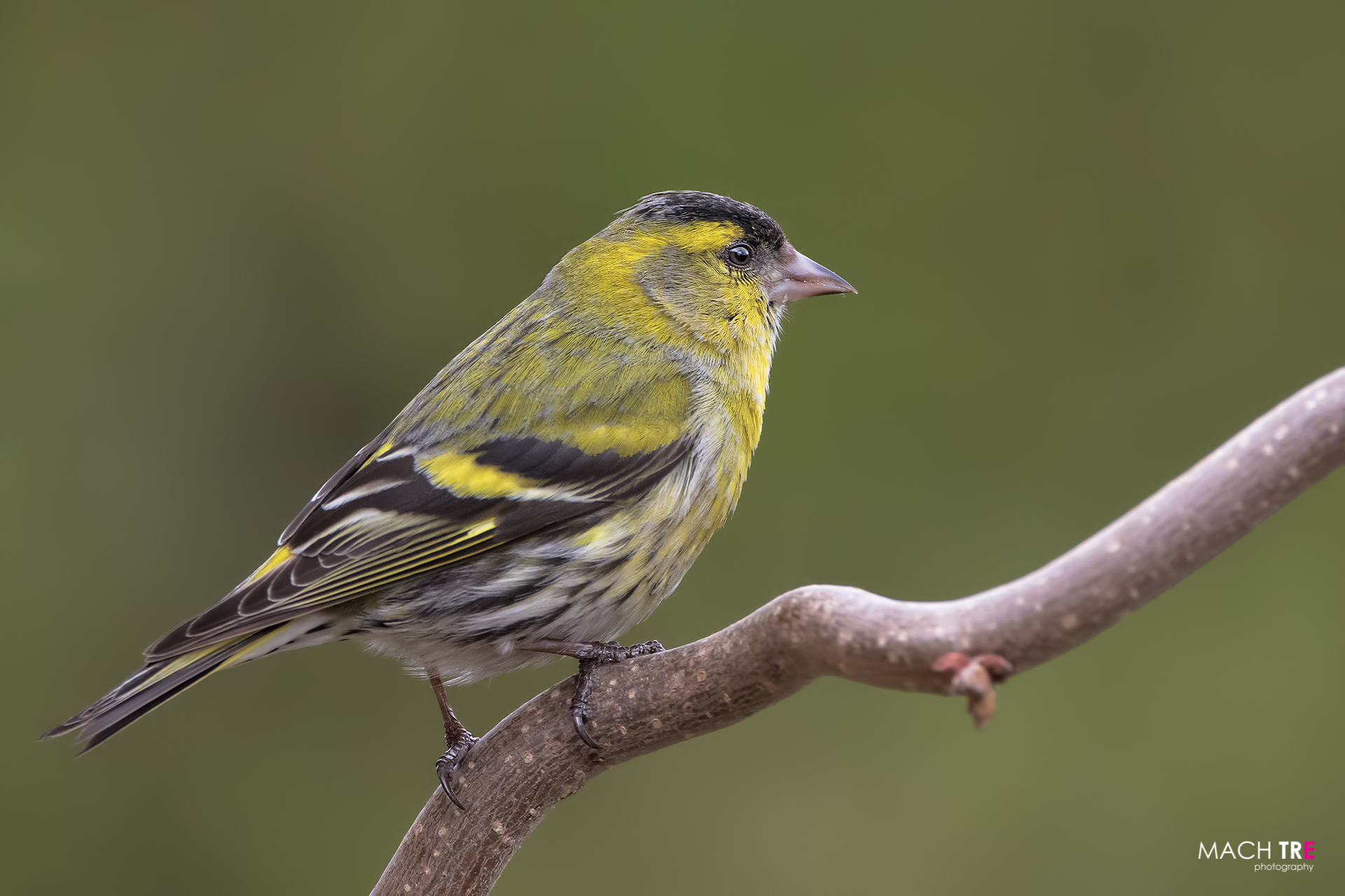 Siskin (Carduelis spinus)