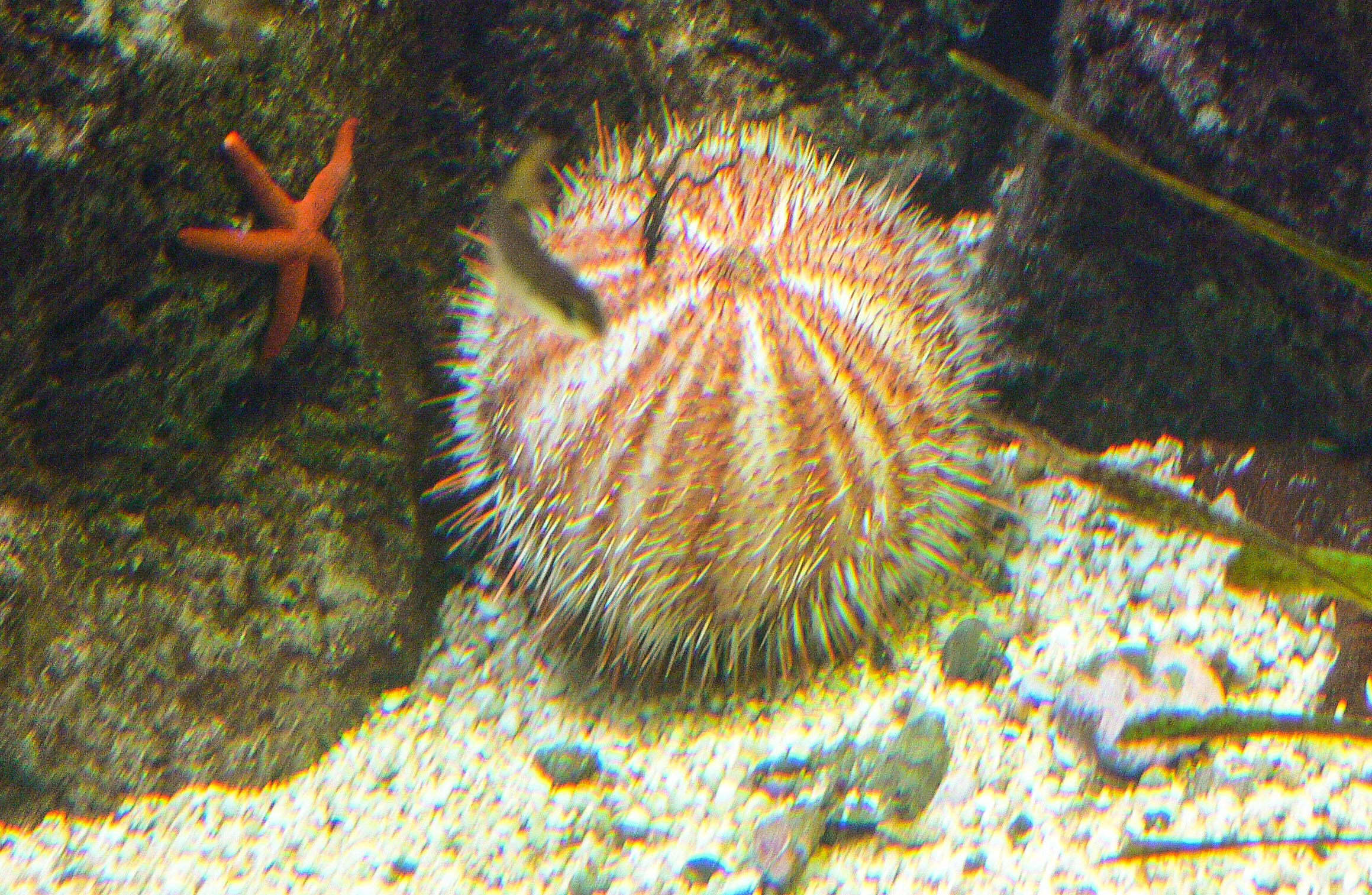 Acquario di Genova 2