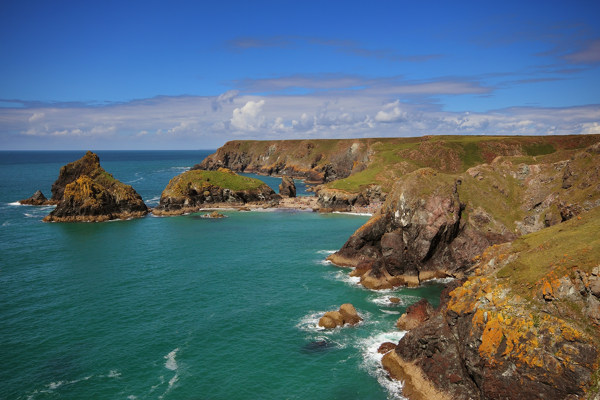 all the beauty of the lizard