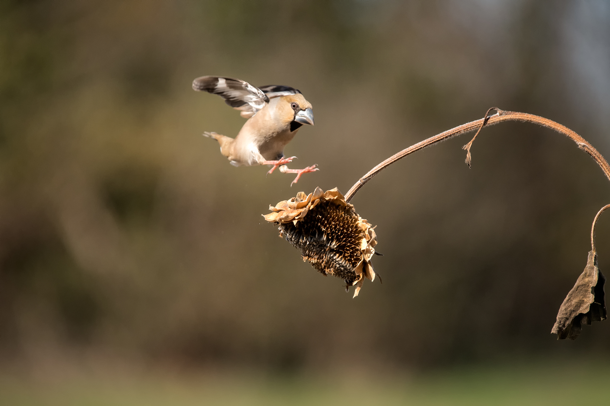 Hawfinch Female in landing