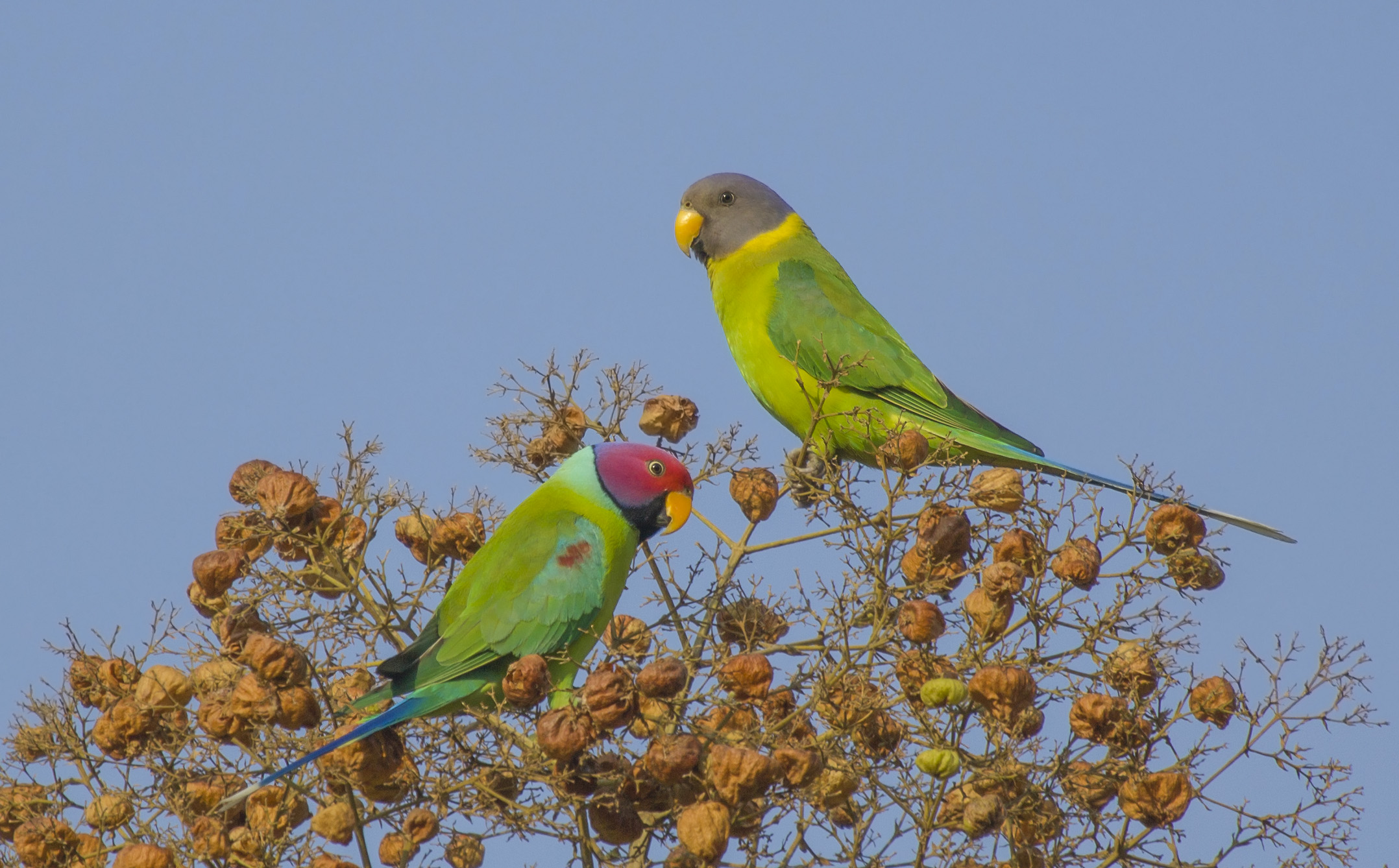 Plum Headed Parakeet Pair.
