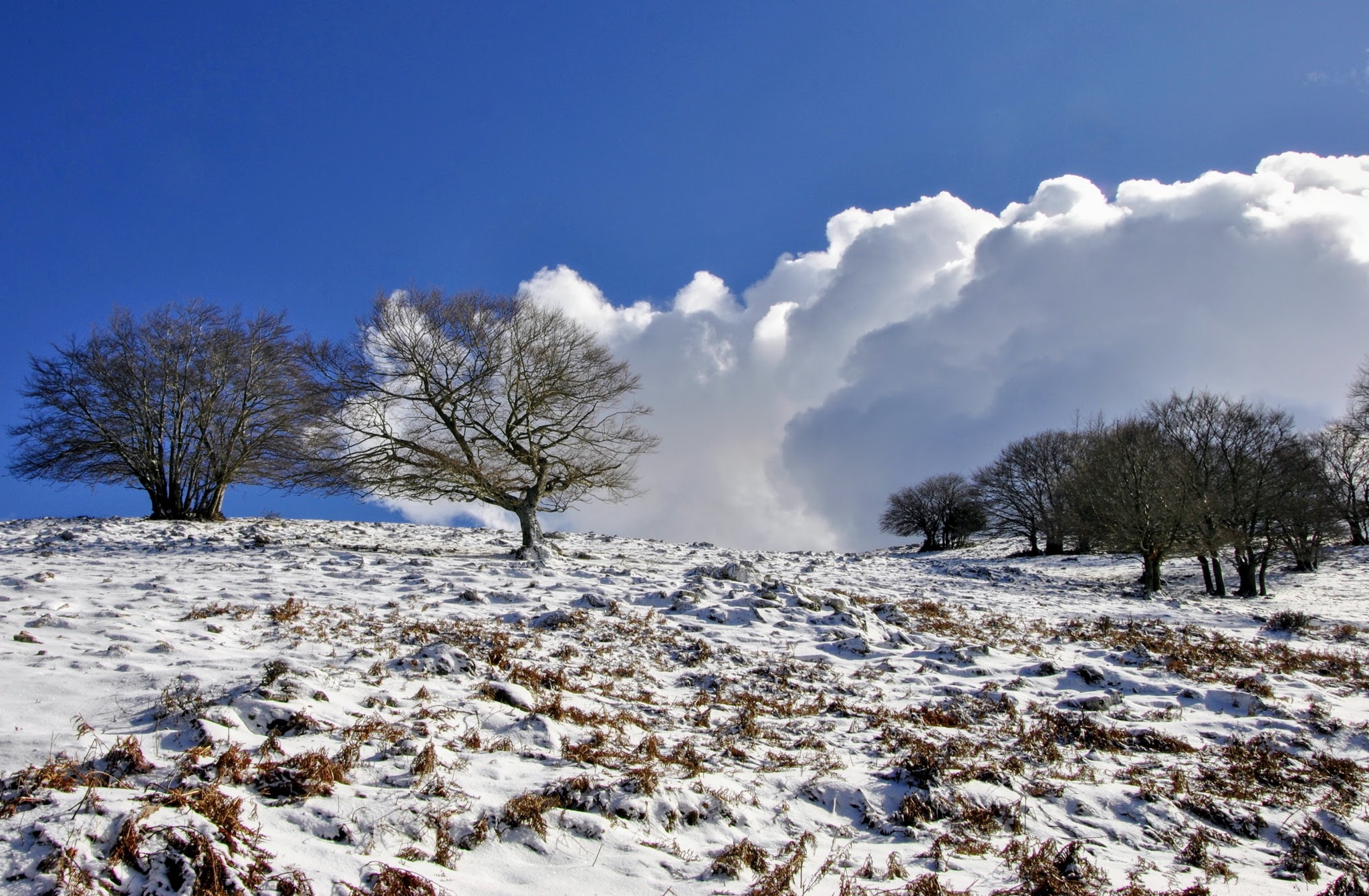 Trees and clouds ...