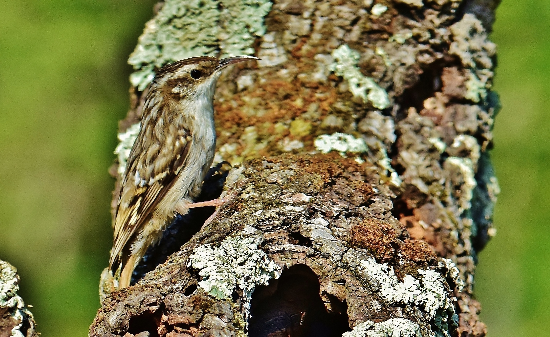 Il mimetismo del rampichino