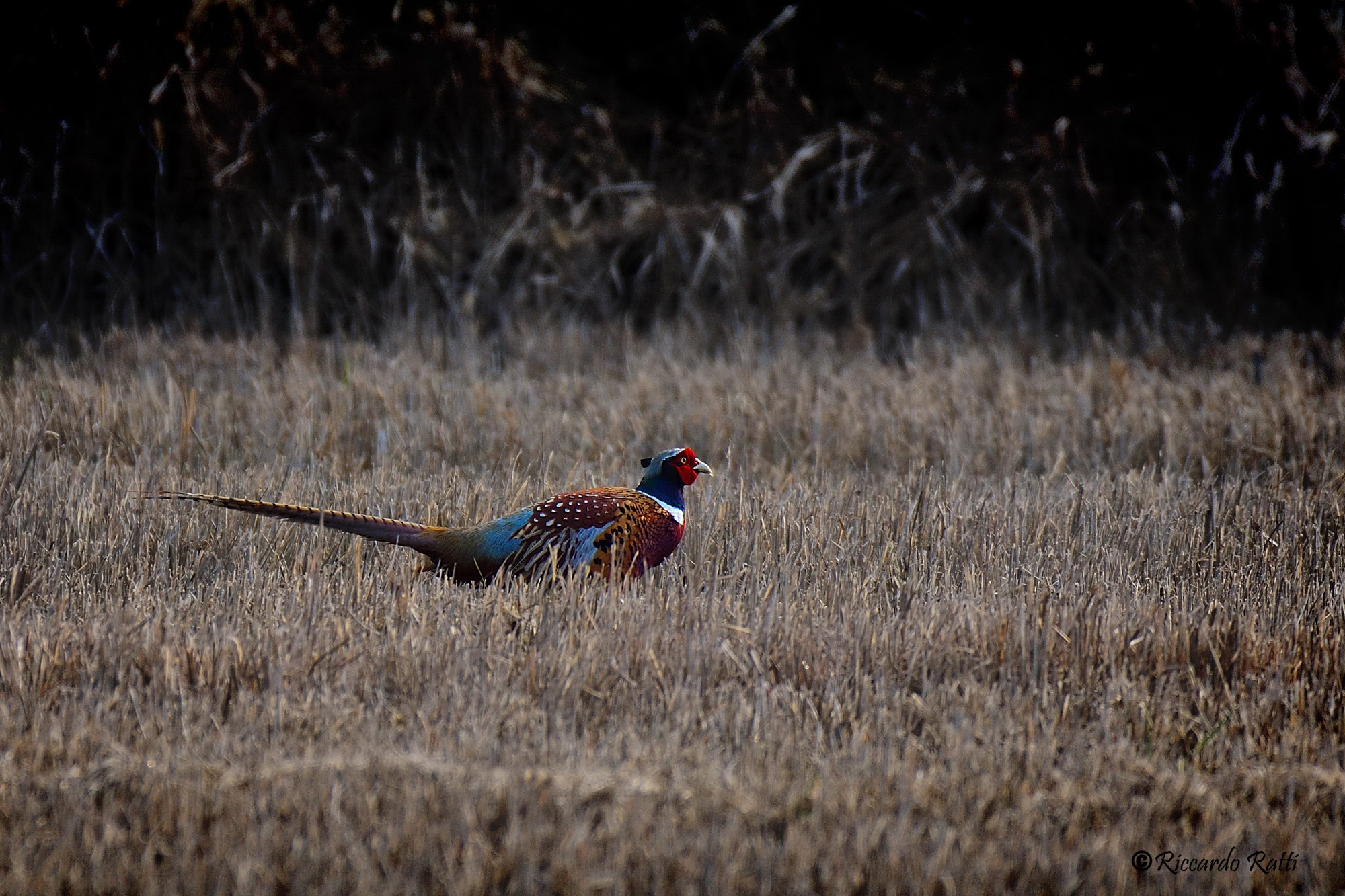 Pheasant