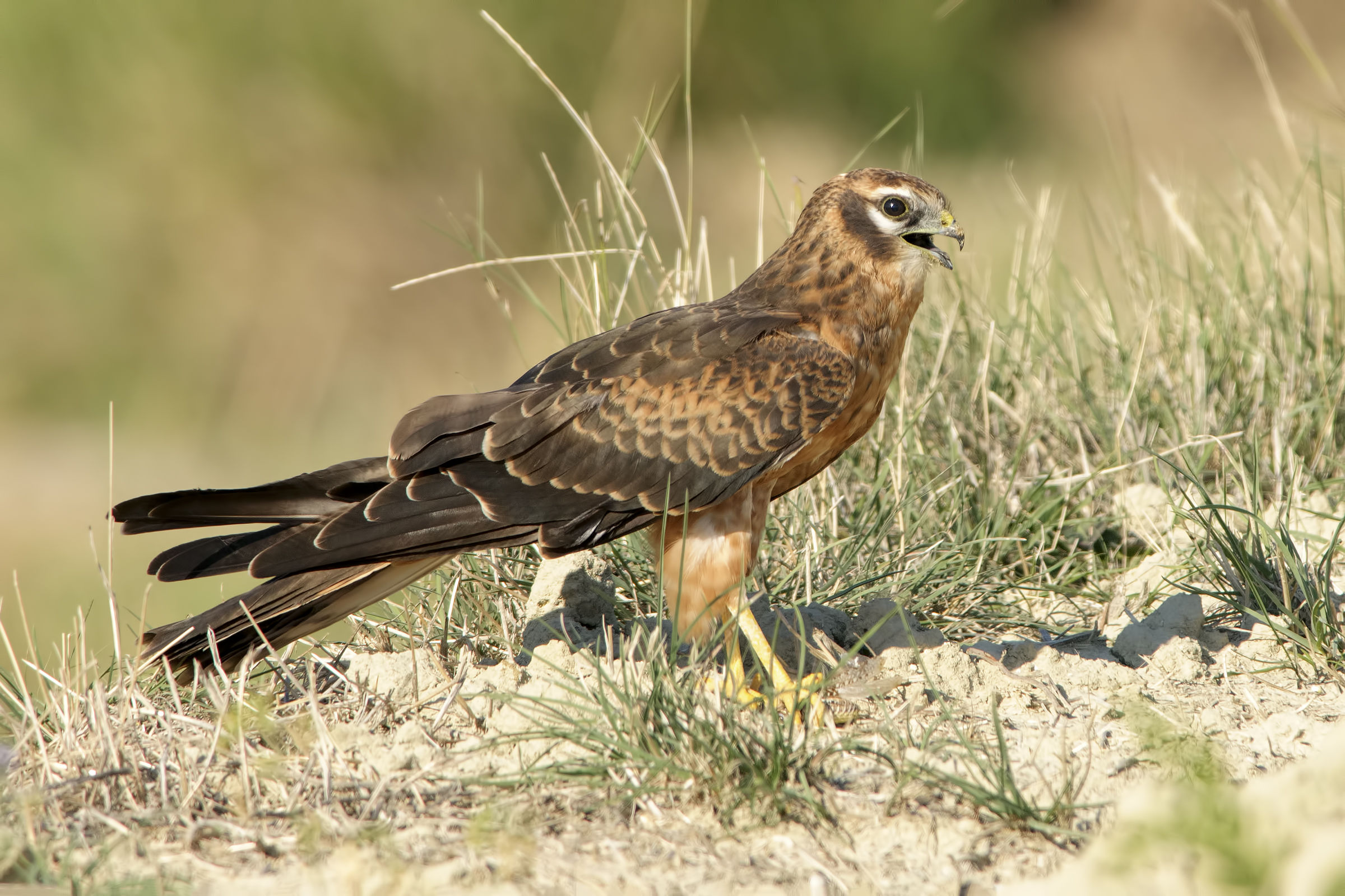 Lesser Albanella (Circus pygargus)