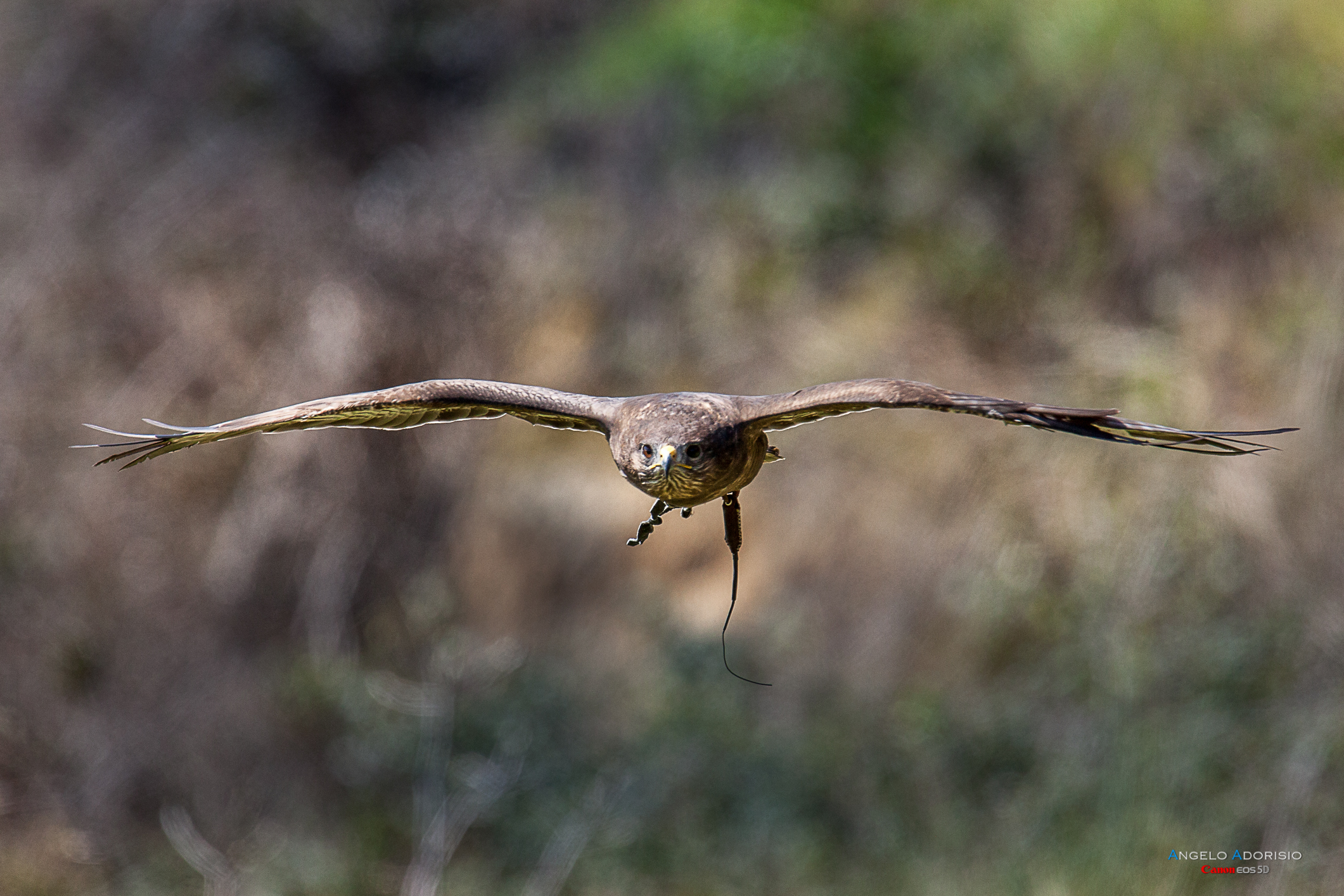 Rapaci Flight Center - Trevignano