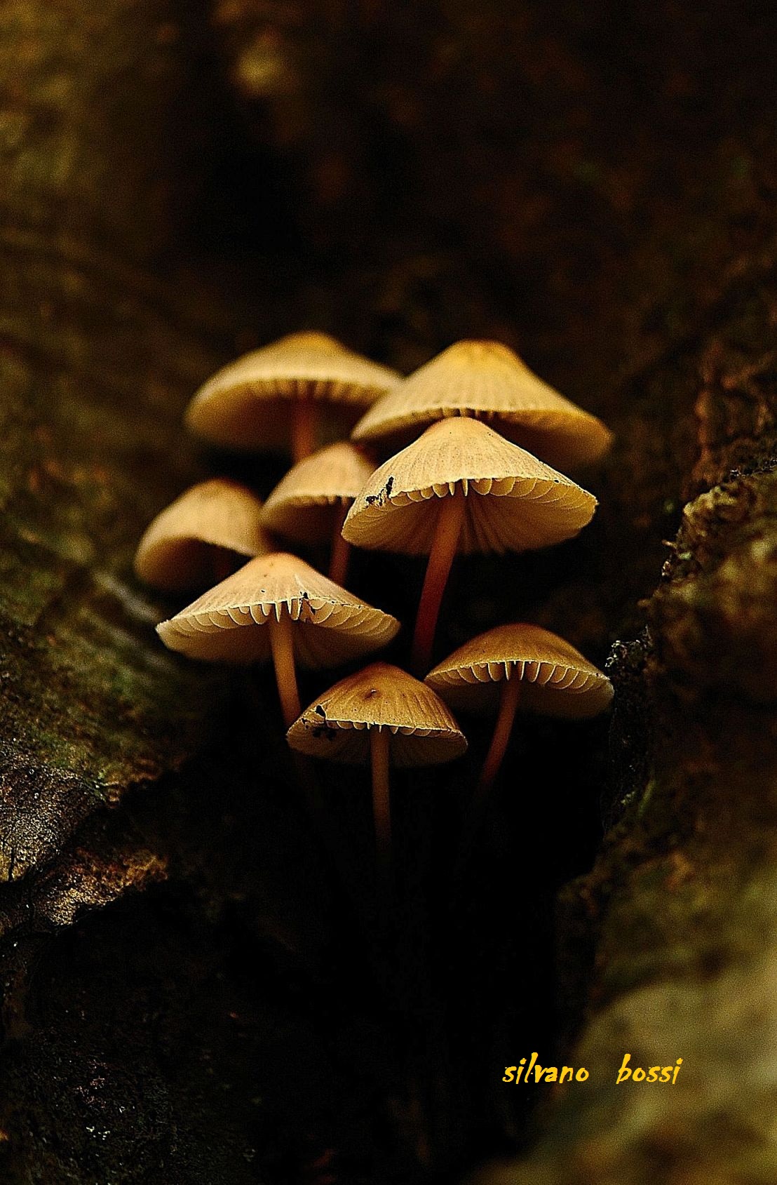 famiglia di funghetti