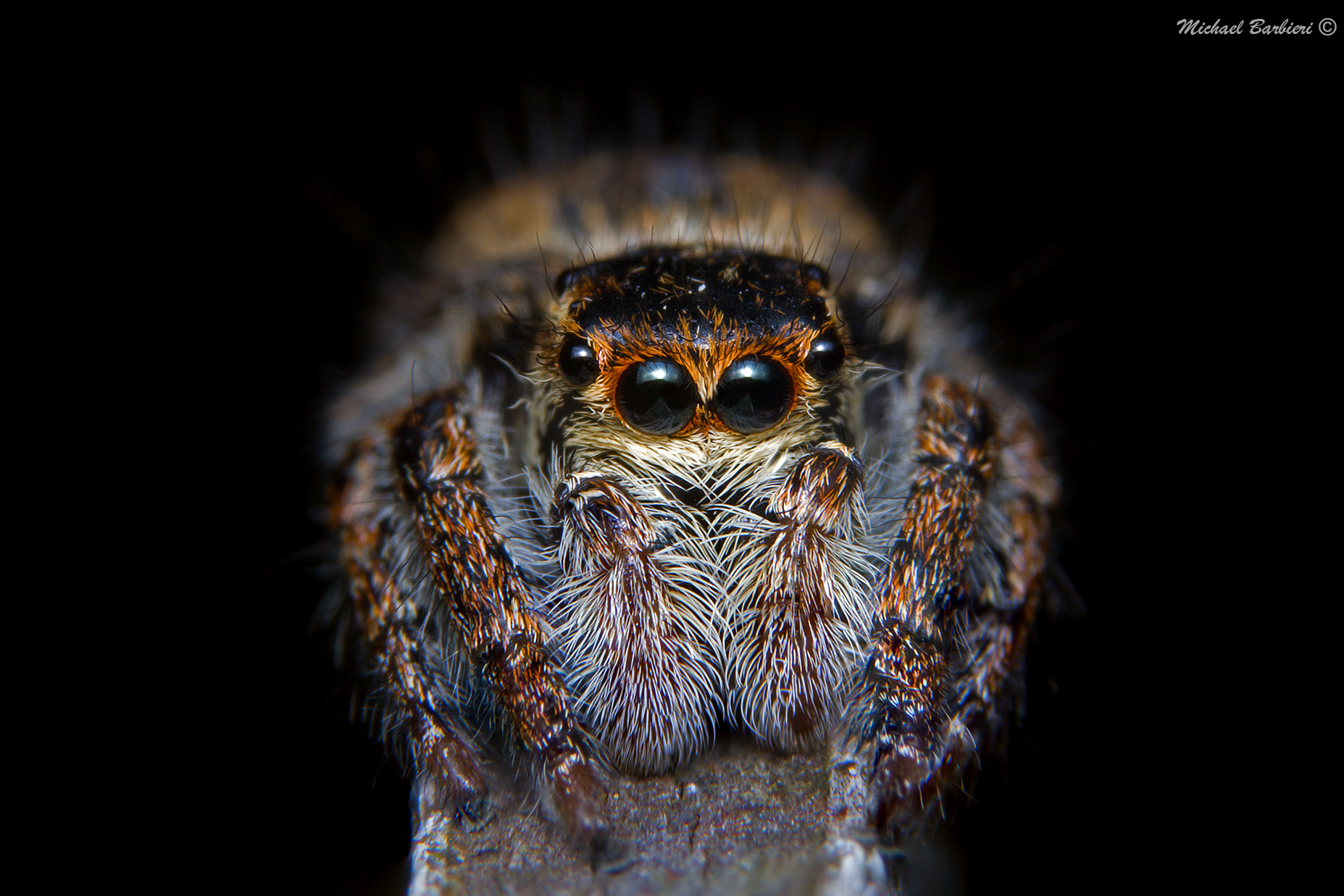 Salticidae in equilibrio
