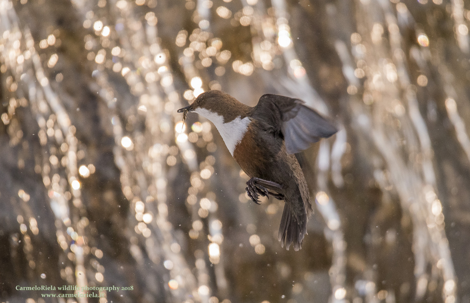 Merlo acquaiolo in volo con imbeccata.