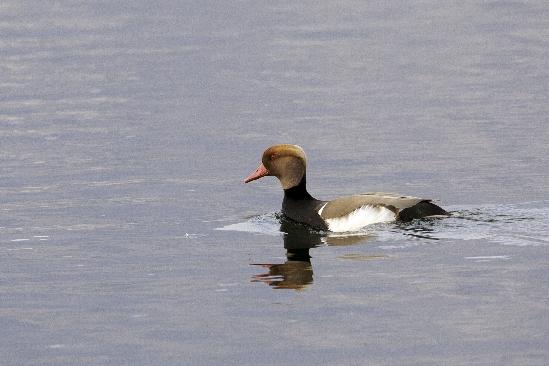 Red-crested pest