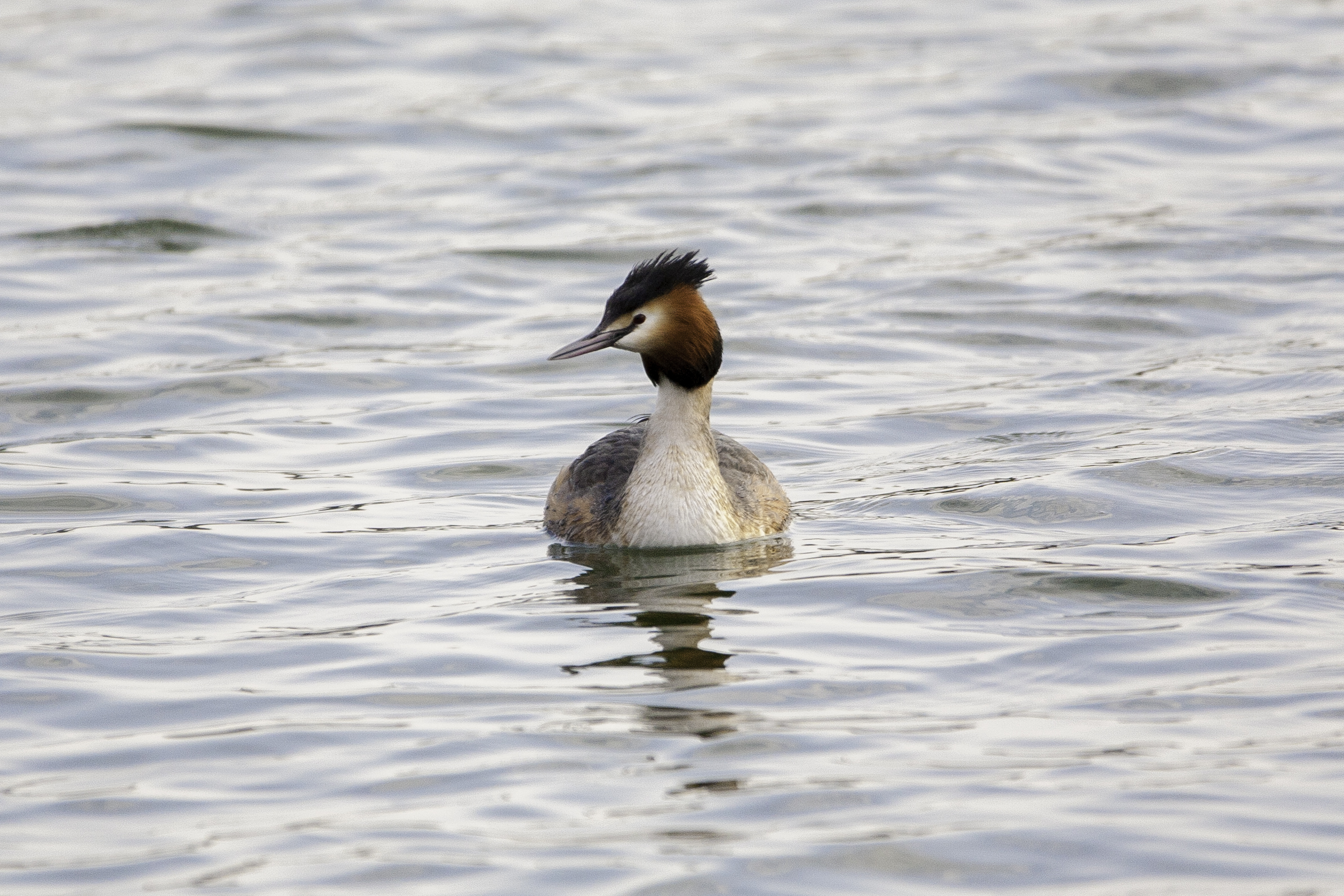 Grebe