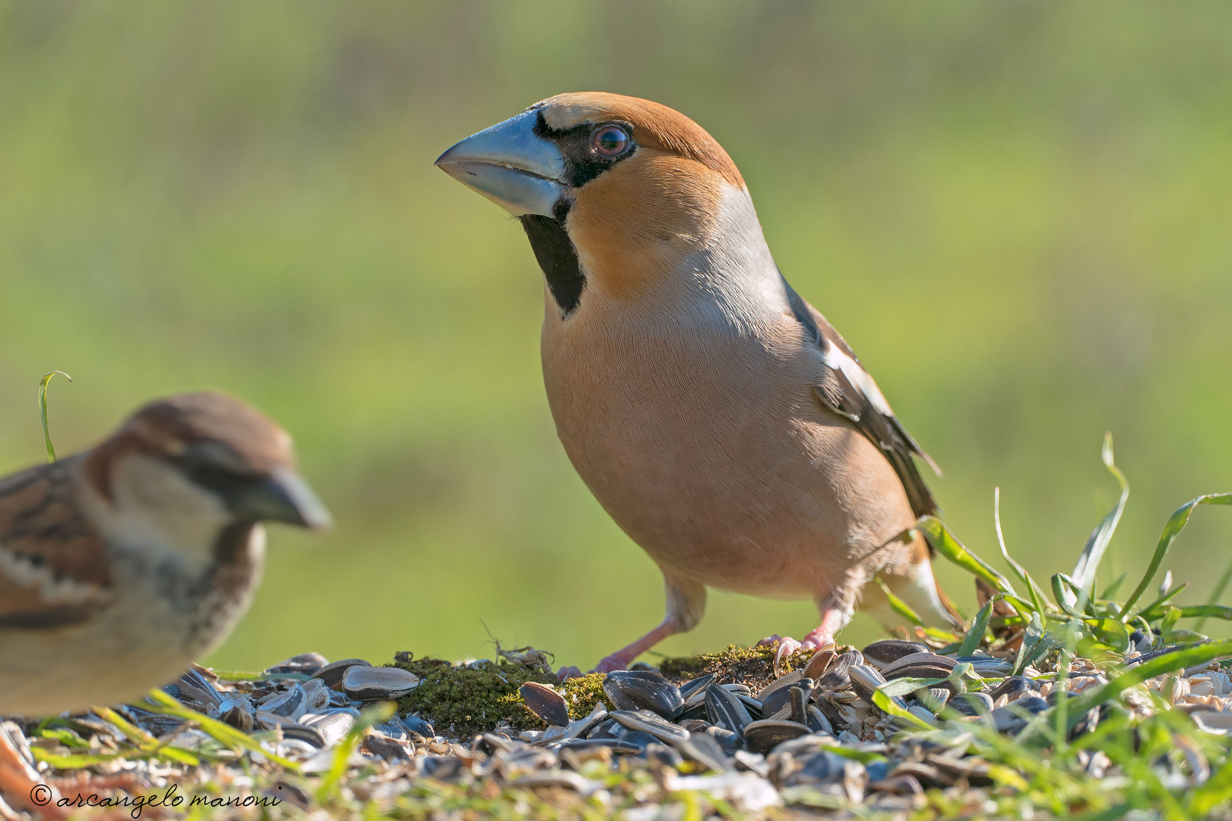 Coccothraustes coccothraustes