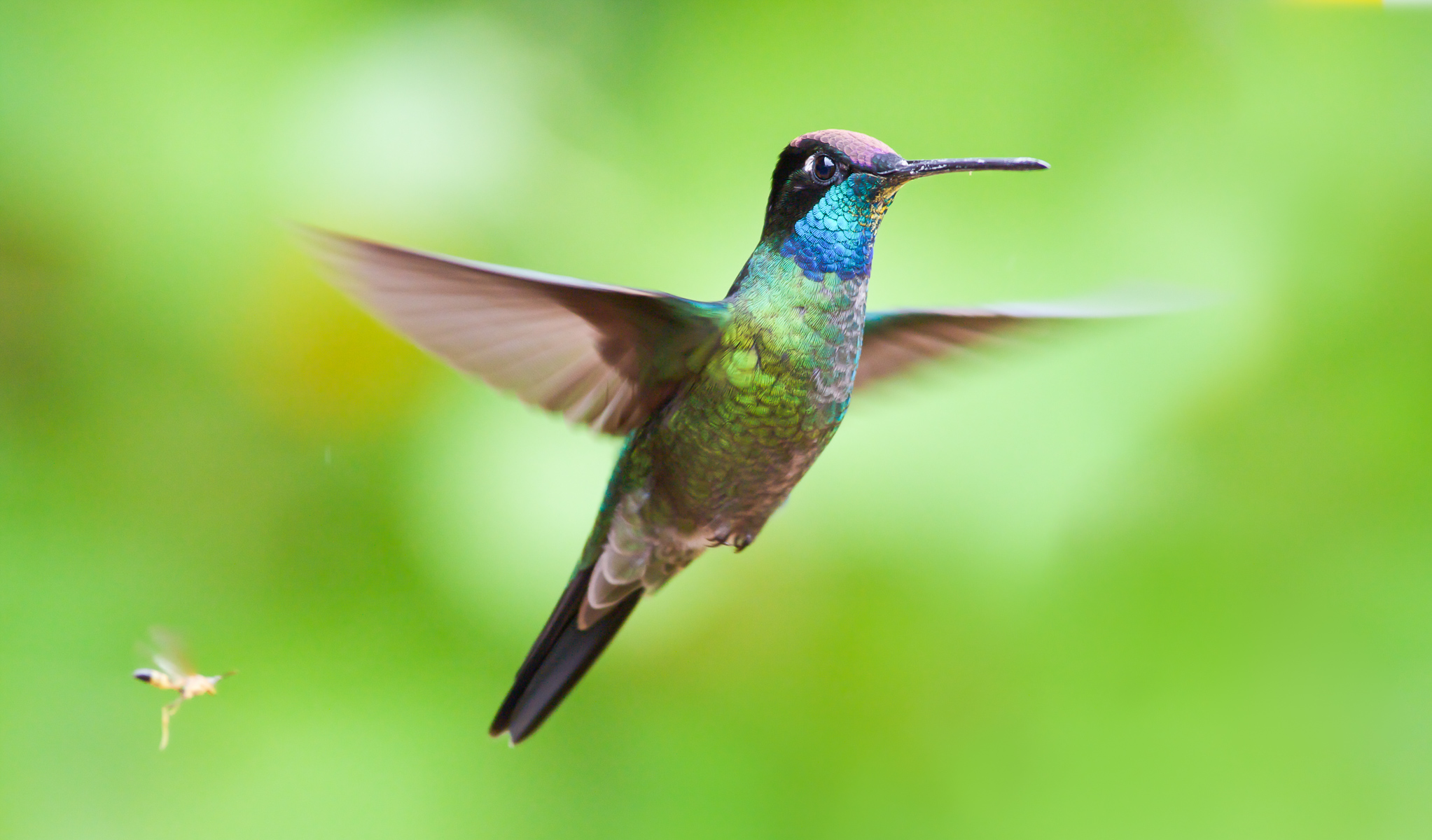 Colibri