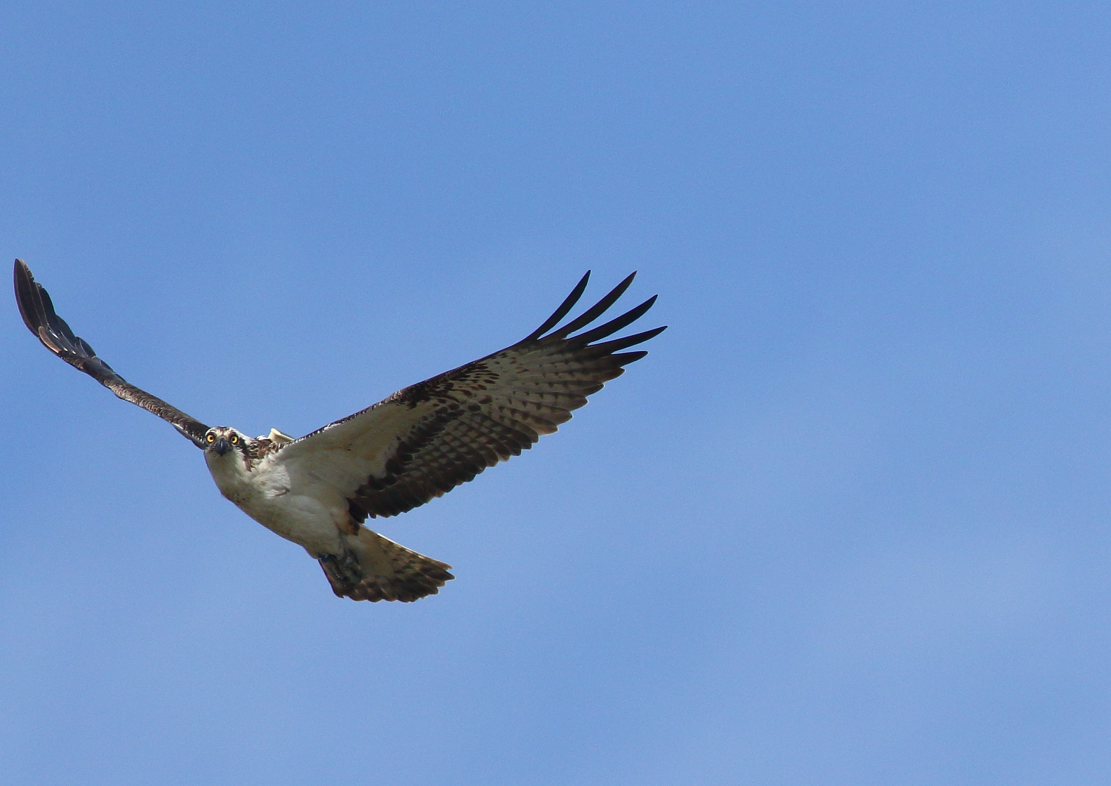 Osprey