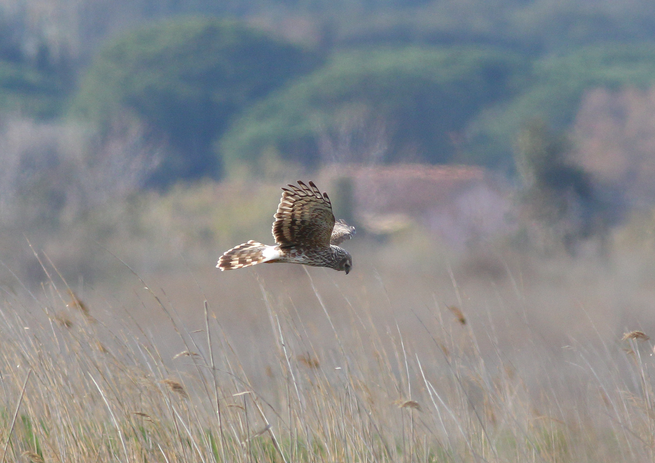 Female real Albanella