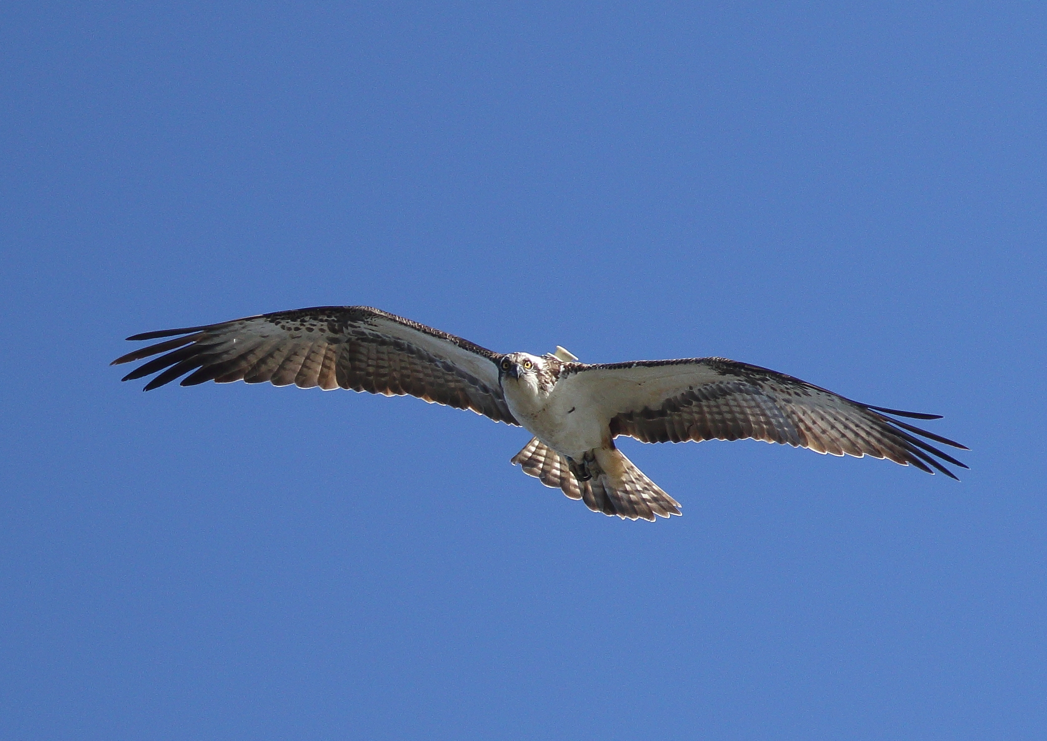 Osprey