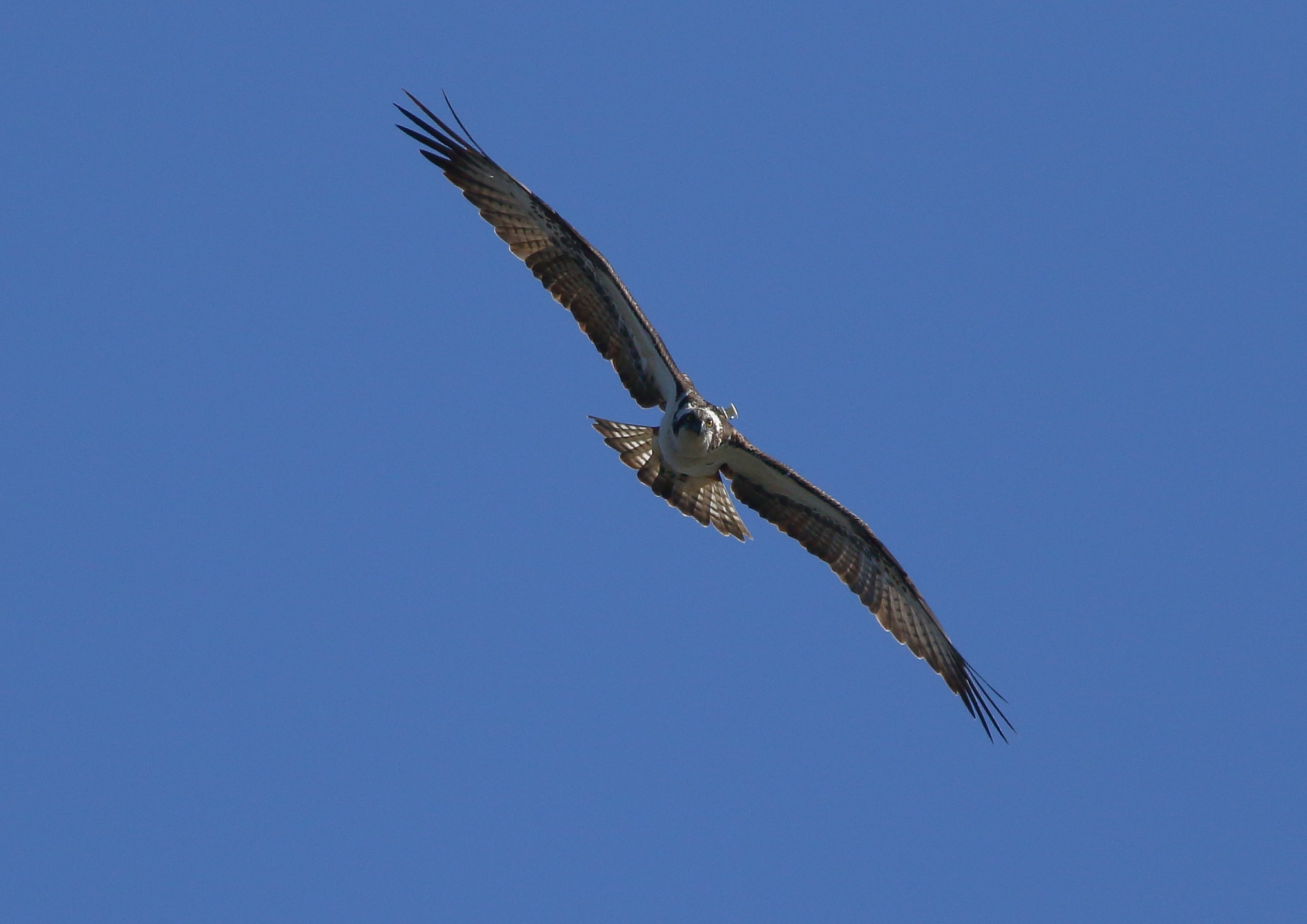Osprey