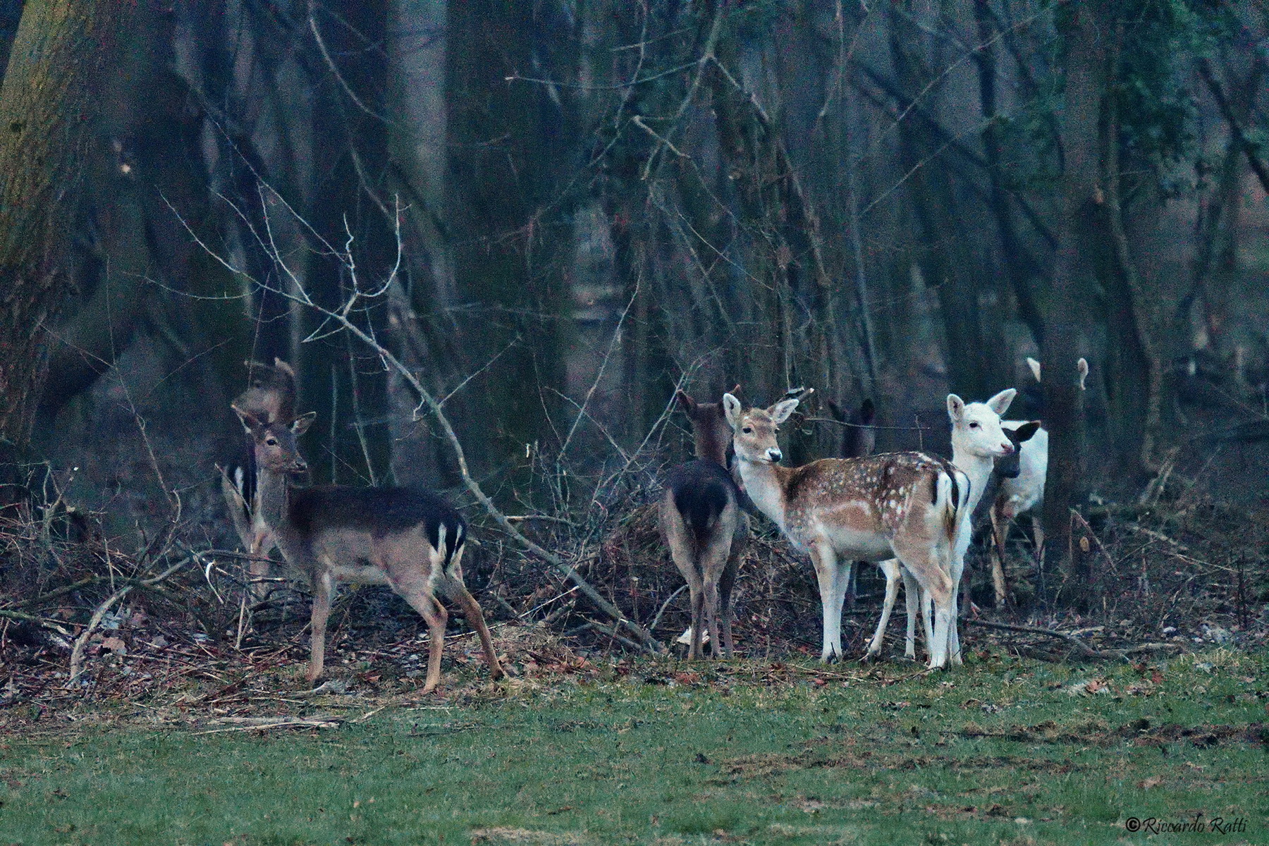 Daini, part of the herd.